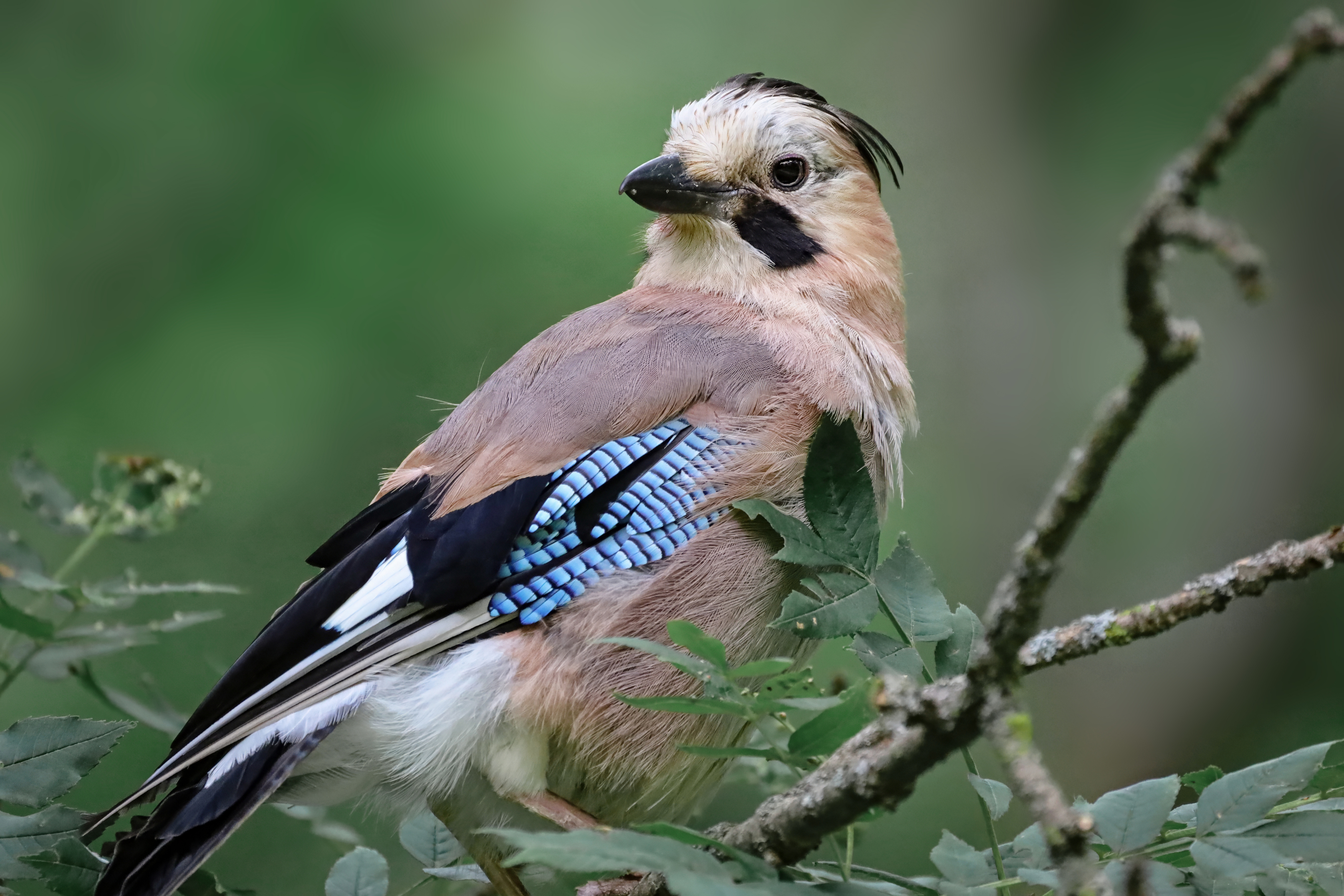 сойка, птица, природа, Abdalova Tatiana