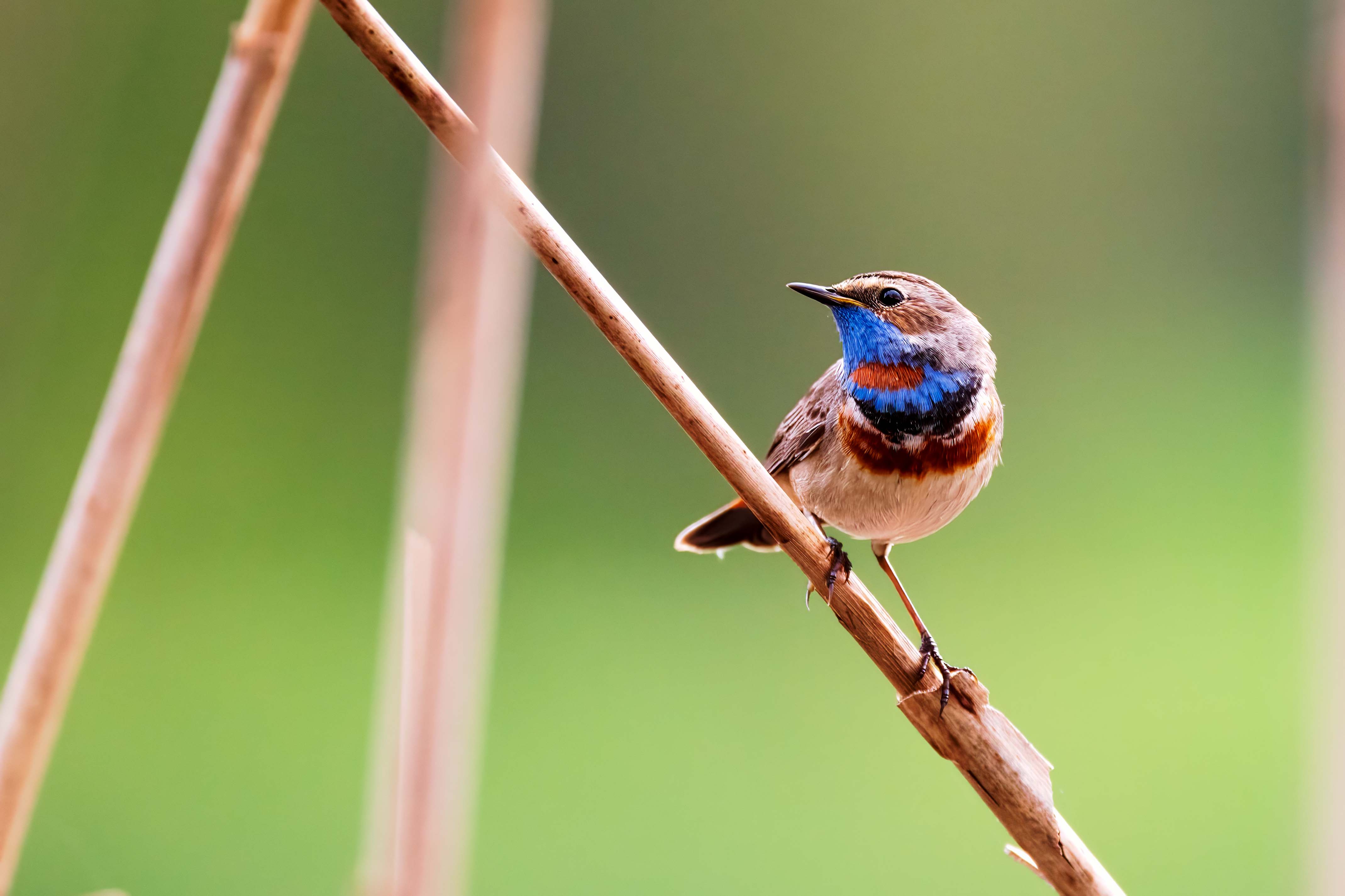 , Павел Ныриков