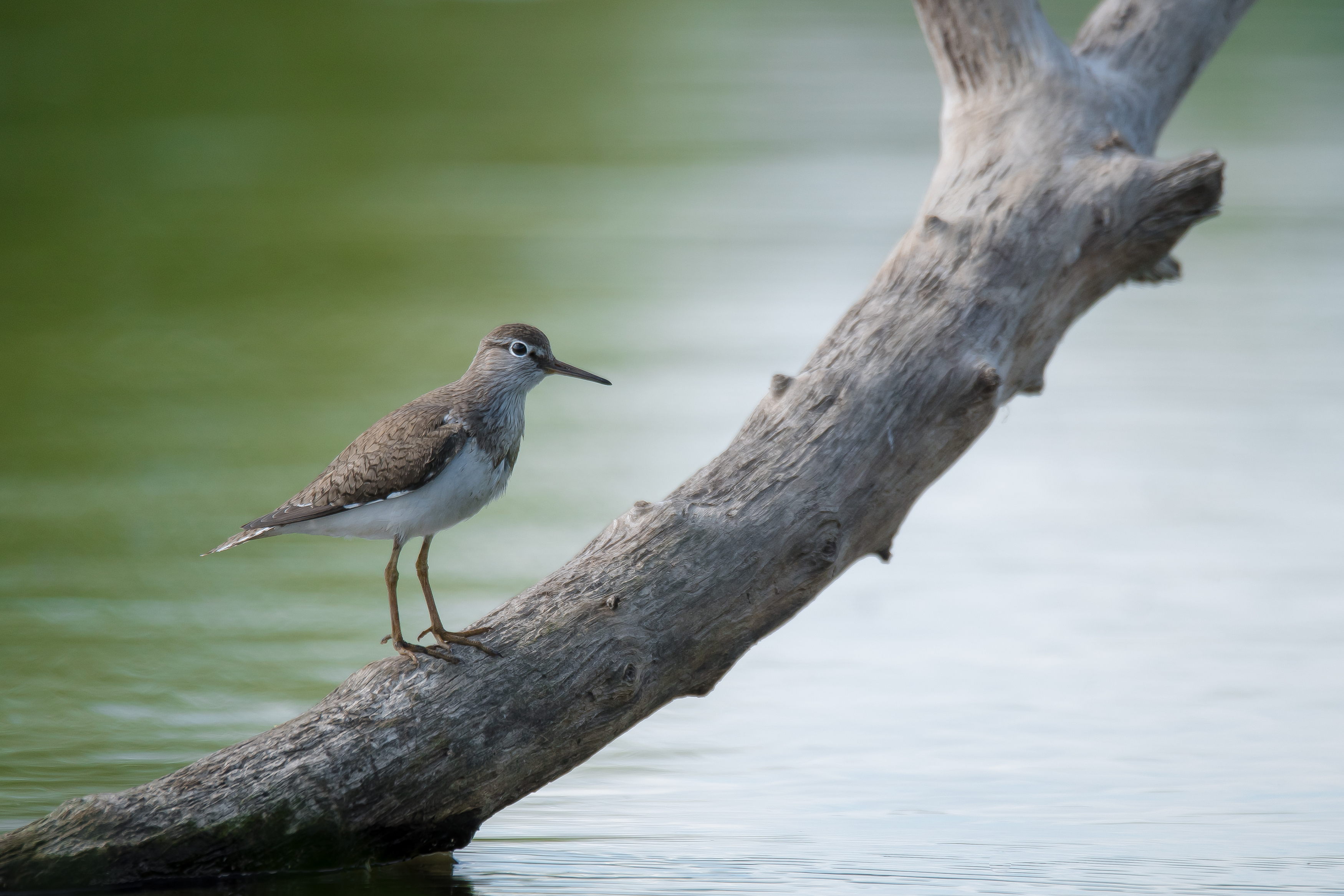 перевозчик, кулик, коряга, река, Соварцева Ксения
