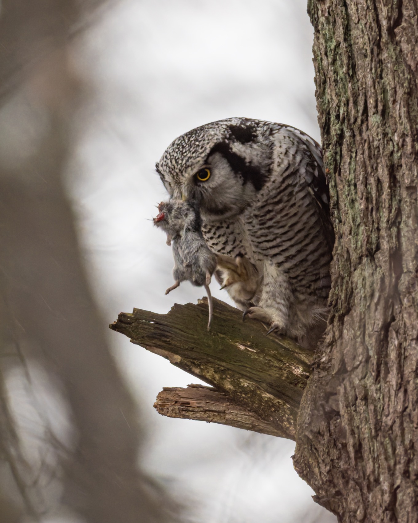 ястребиная сова, сова, птицы, Ruslan Pl