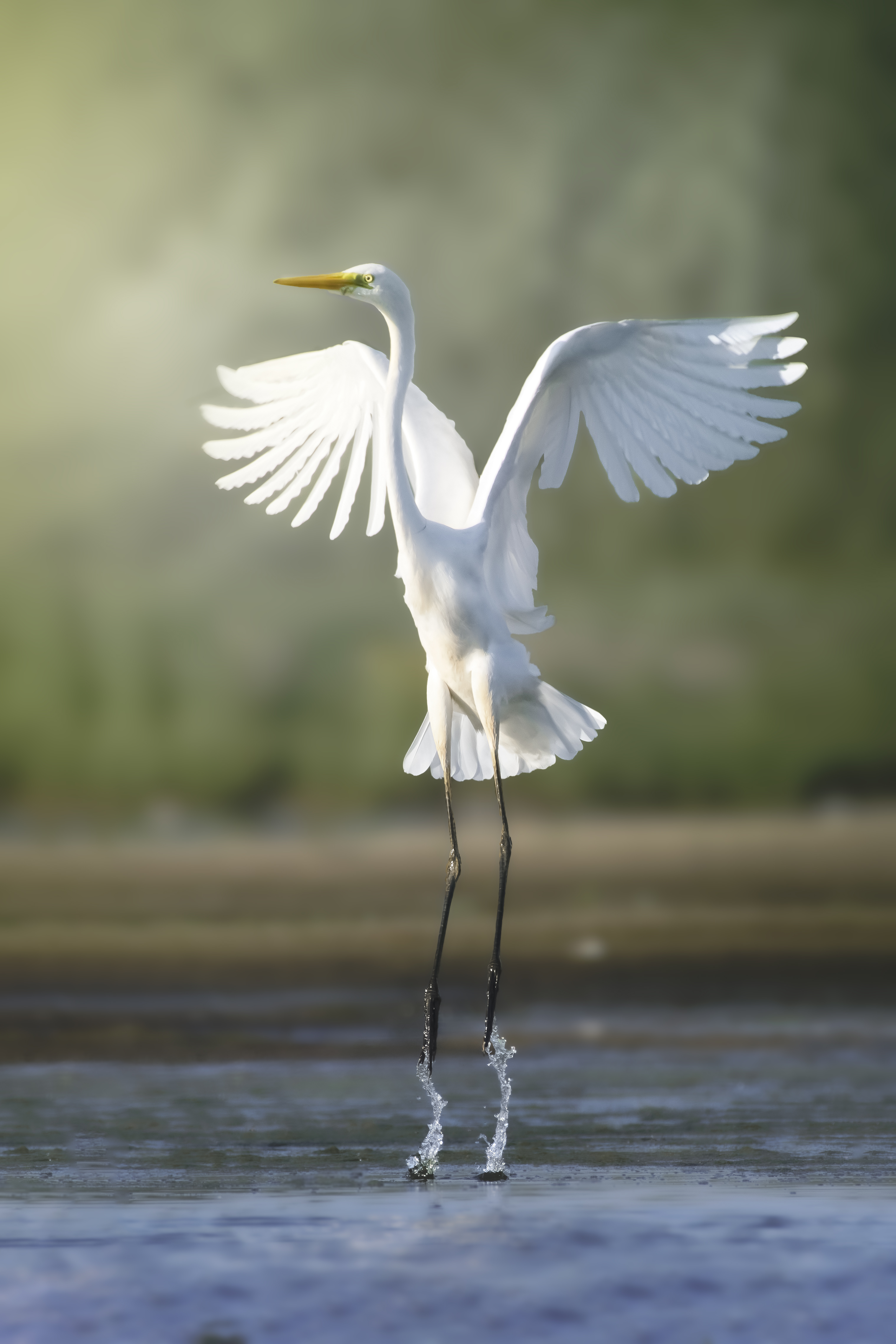 большая белая цапля, great egret, Ardea alba, heron, водоплавающая птица, wildlife, birdwatching, nature, bird photography, Полина Шальнева
