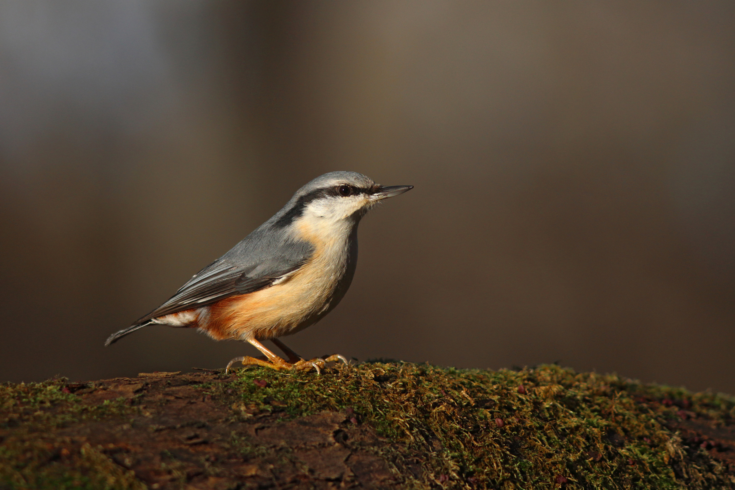 обыкновенный поползень, поползень, sutta europaea, eurasian nuthatch, Бондаренко Георгий