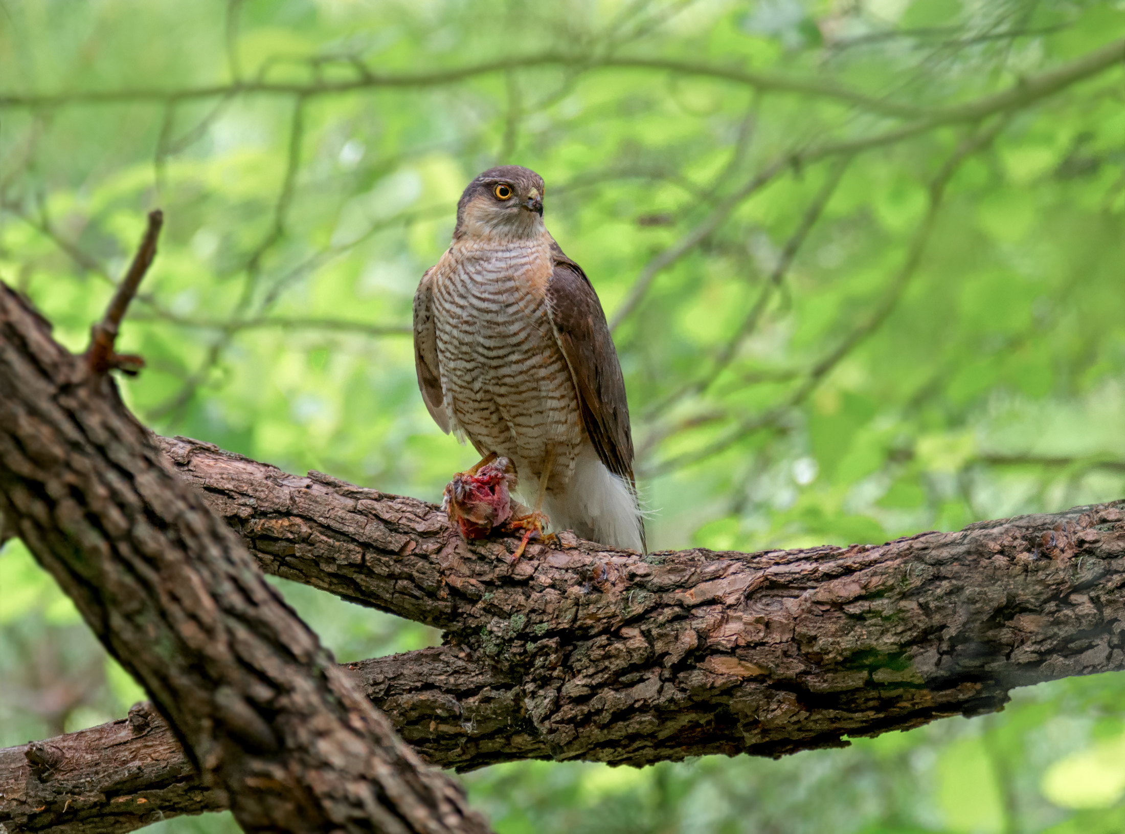 птица, ястреб, перепелятник, добыча,, Мочалова Марина