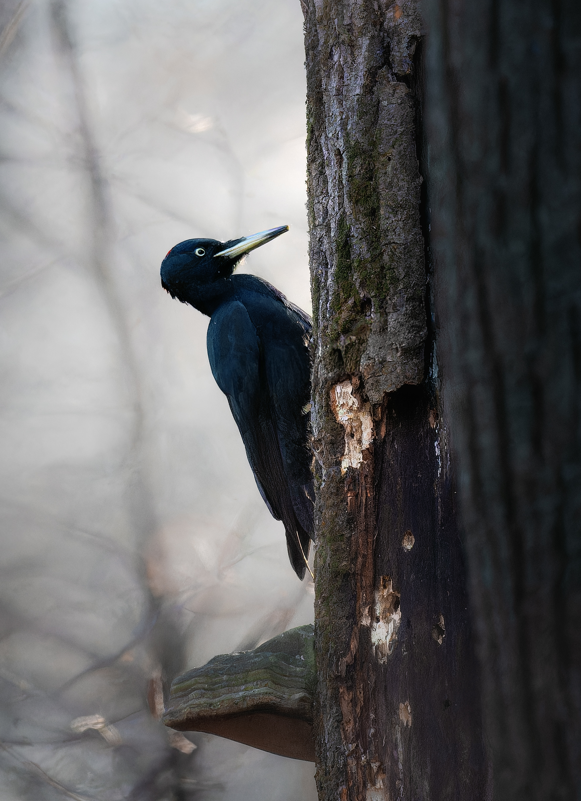 , Ширяев Константин