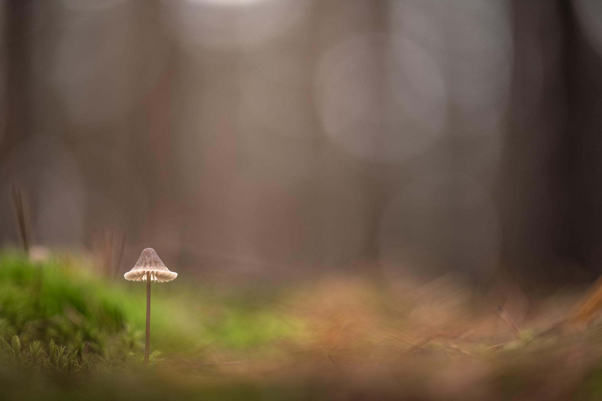 грибы, свет, утро, осень, поганочка, красота, живое, цвет, россия, воронеж,  осень, nikon d850, carl zeiss makro-planar t* 100mm f/2 zf.2, Мещеряков Геннадий