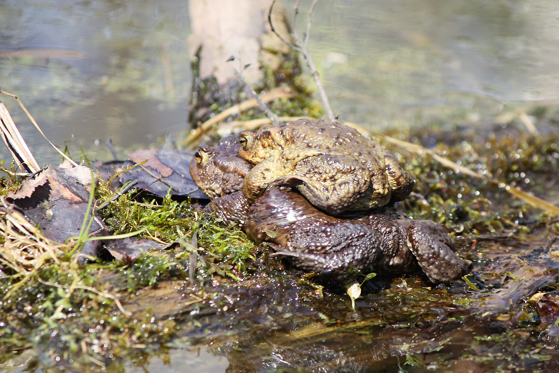 жаба, обыкновенная жаба, серая жаба, коровница, bufo bufo, КарОл