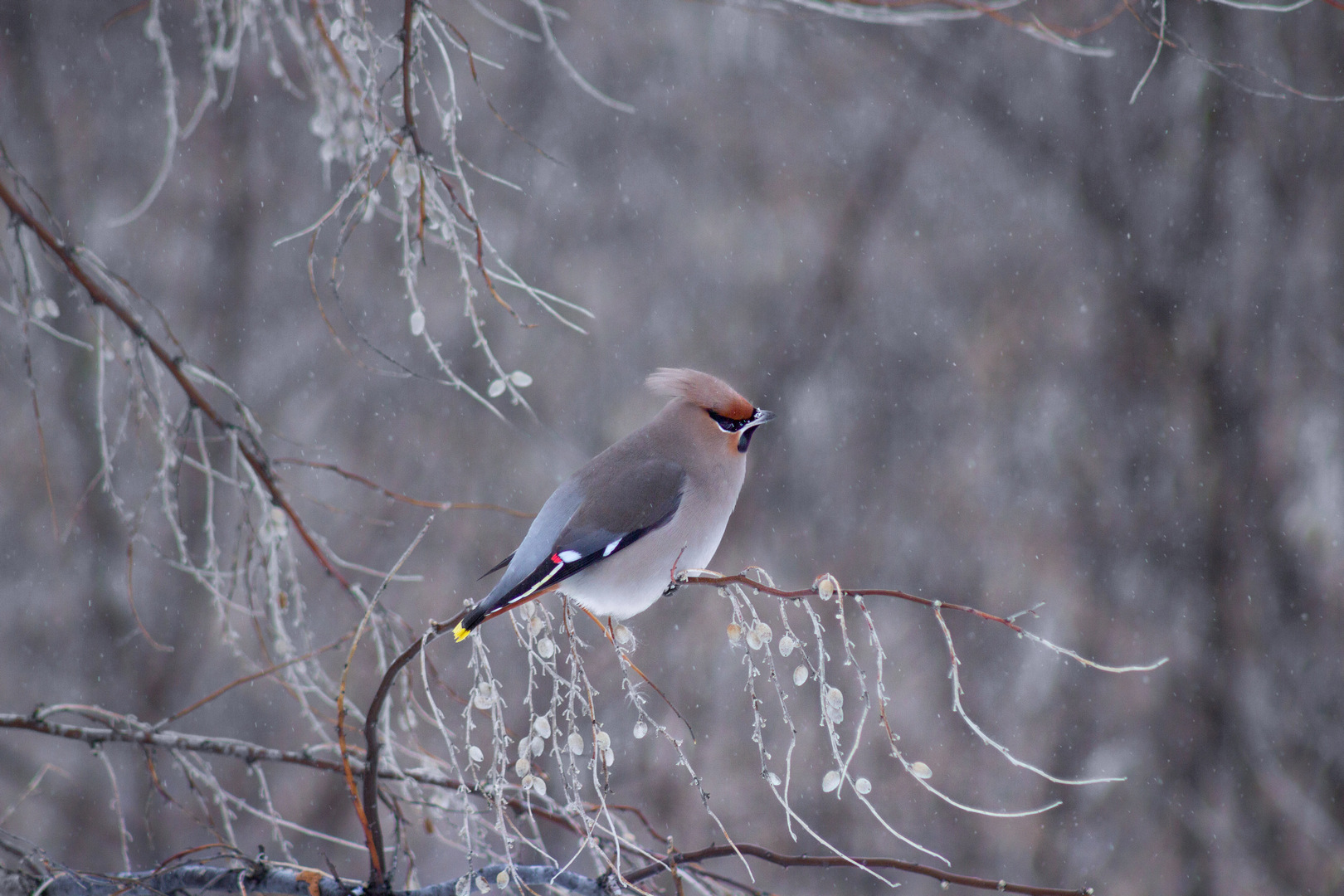 свиристель, Александр Канцур