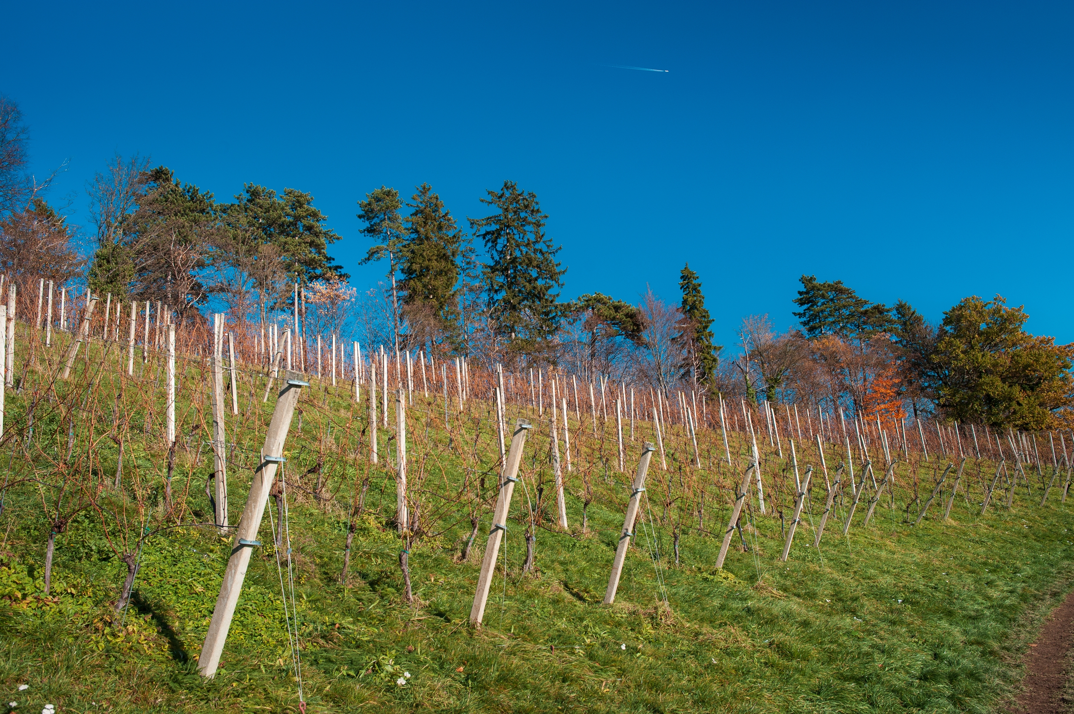трава виноградник небо солнце самолет южный склон, Andrei