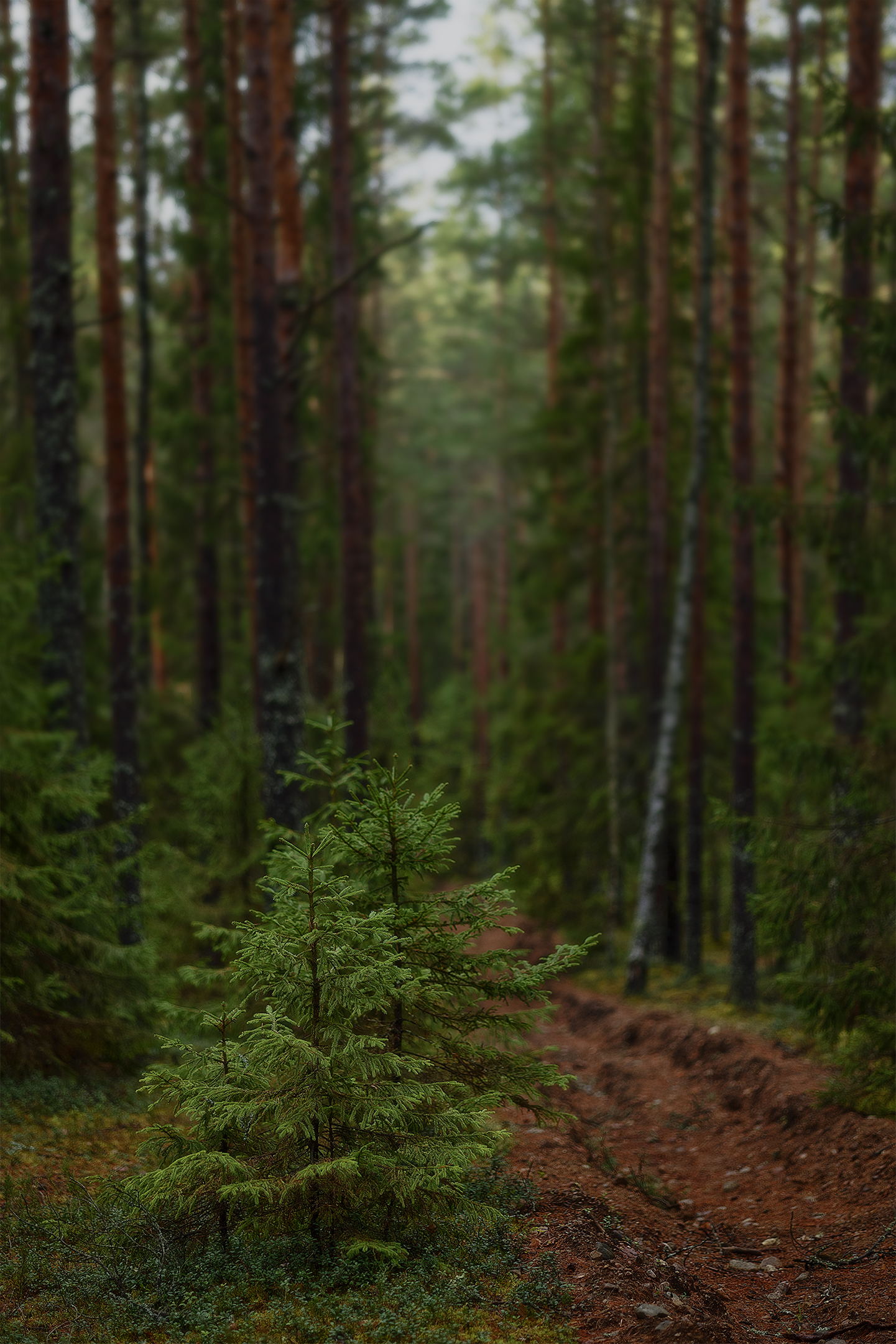 , Елена Михайлова