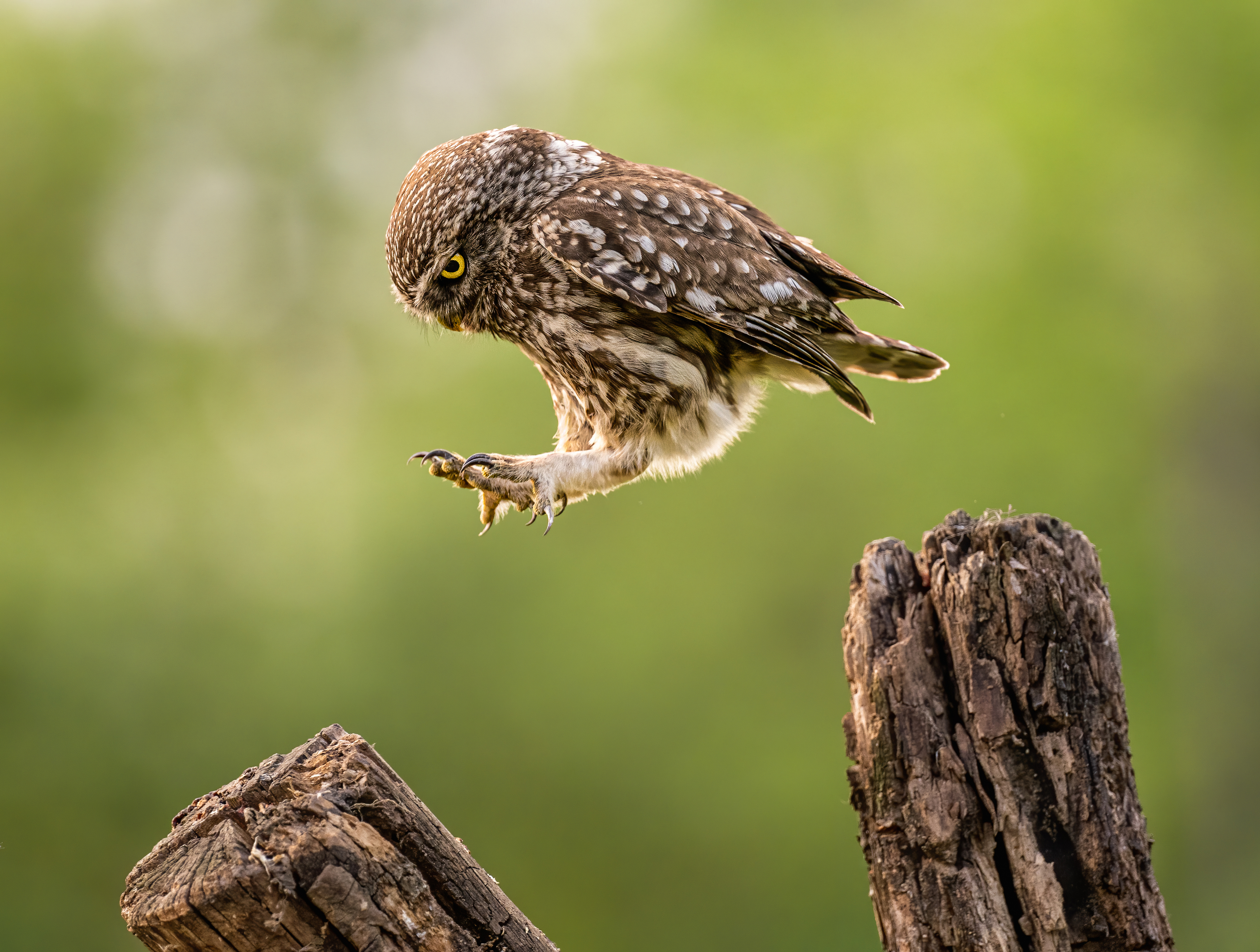 bird, littleowl, nature, funny,cute,wildlife, Tímea Ambrus