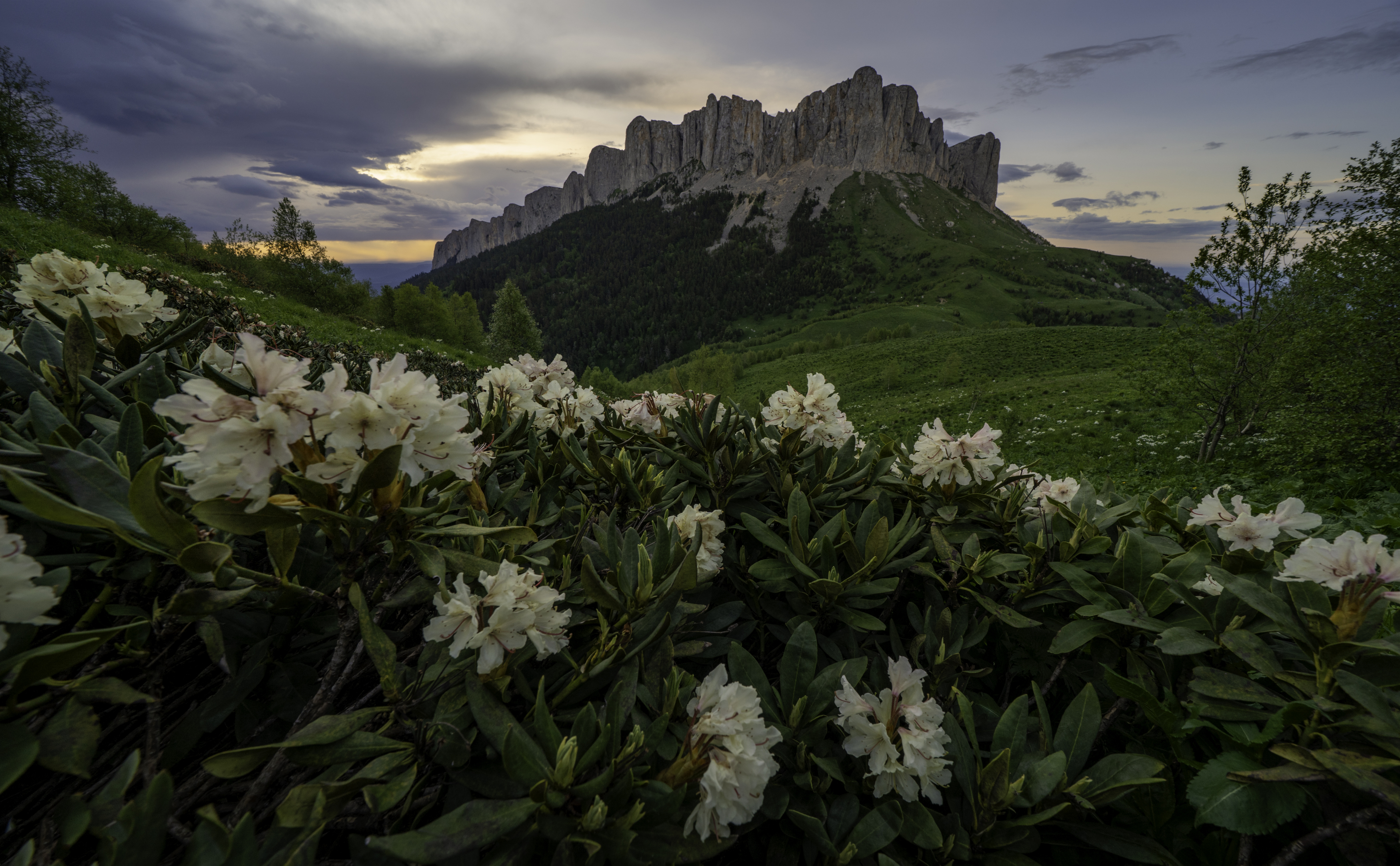 Россия, республика Адыгея, Большой Тхач, рододендроны, закат, Гаврилов Юрий