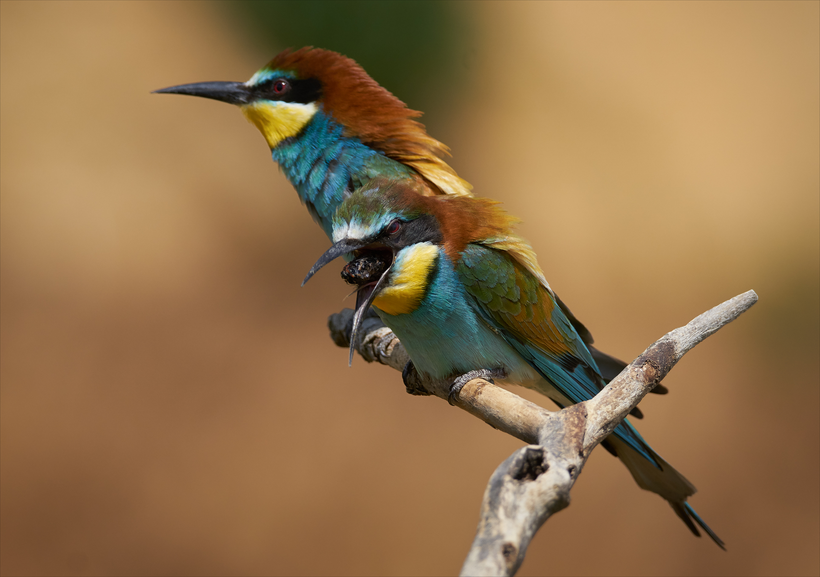 , Богорянов Алексей