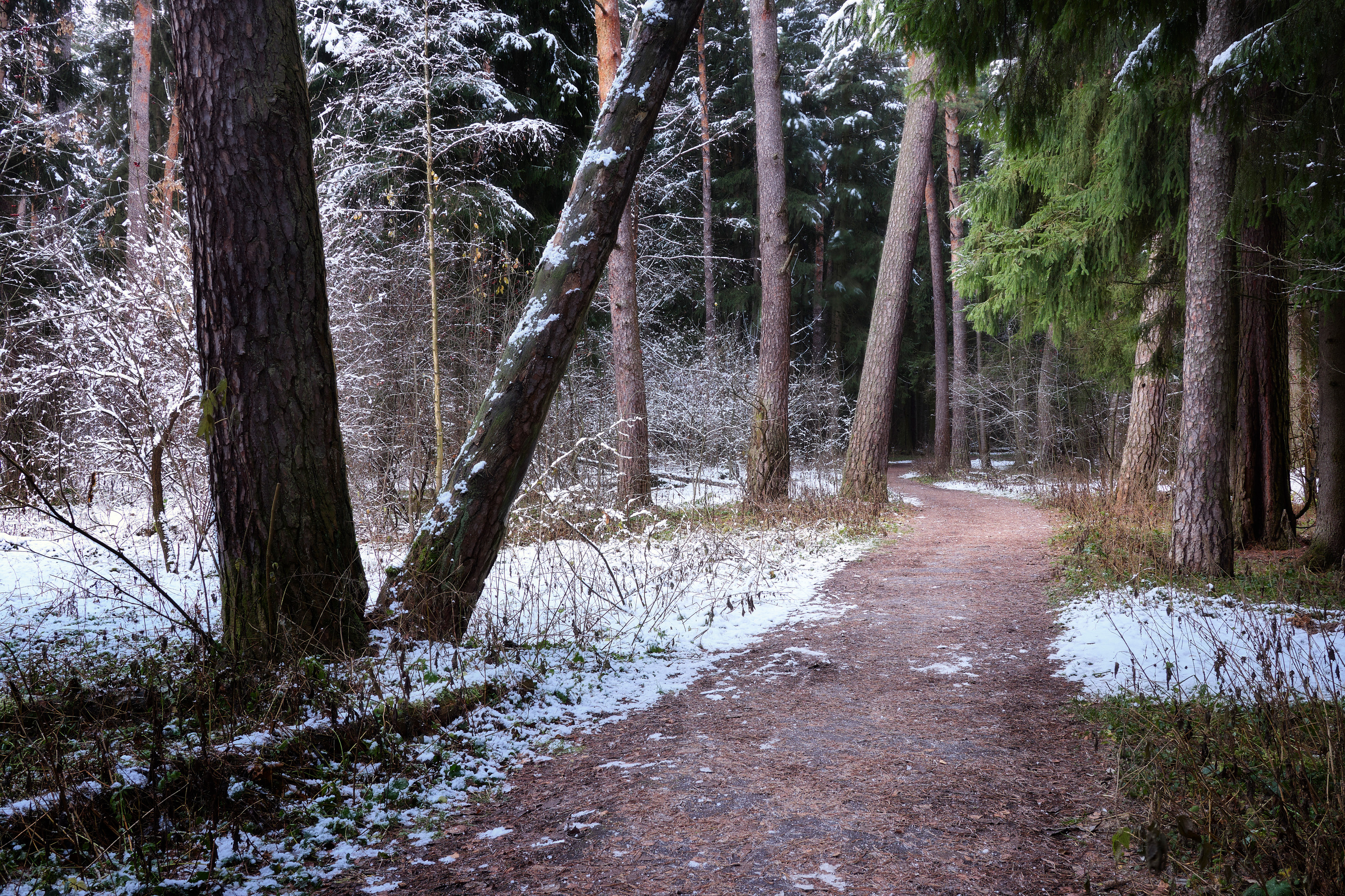 лес, деревья, листва, снег, Валерий Вождаев