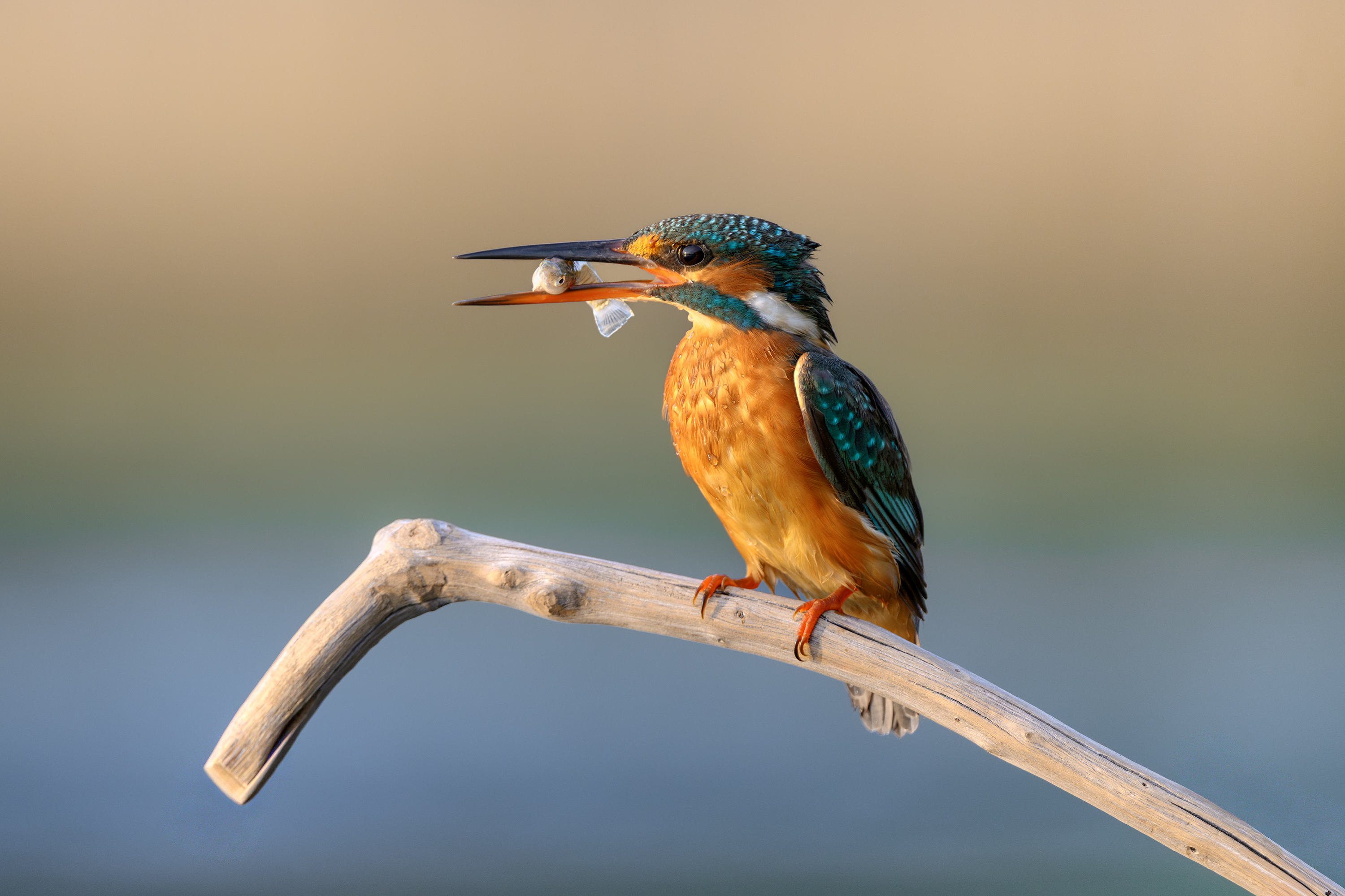 птица, фотоохота, зимородок, природа, фауна, Vladimir Kulikov