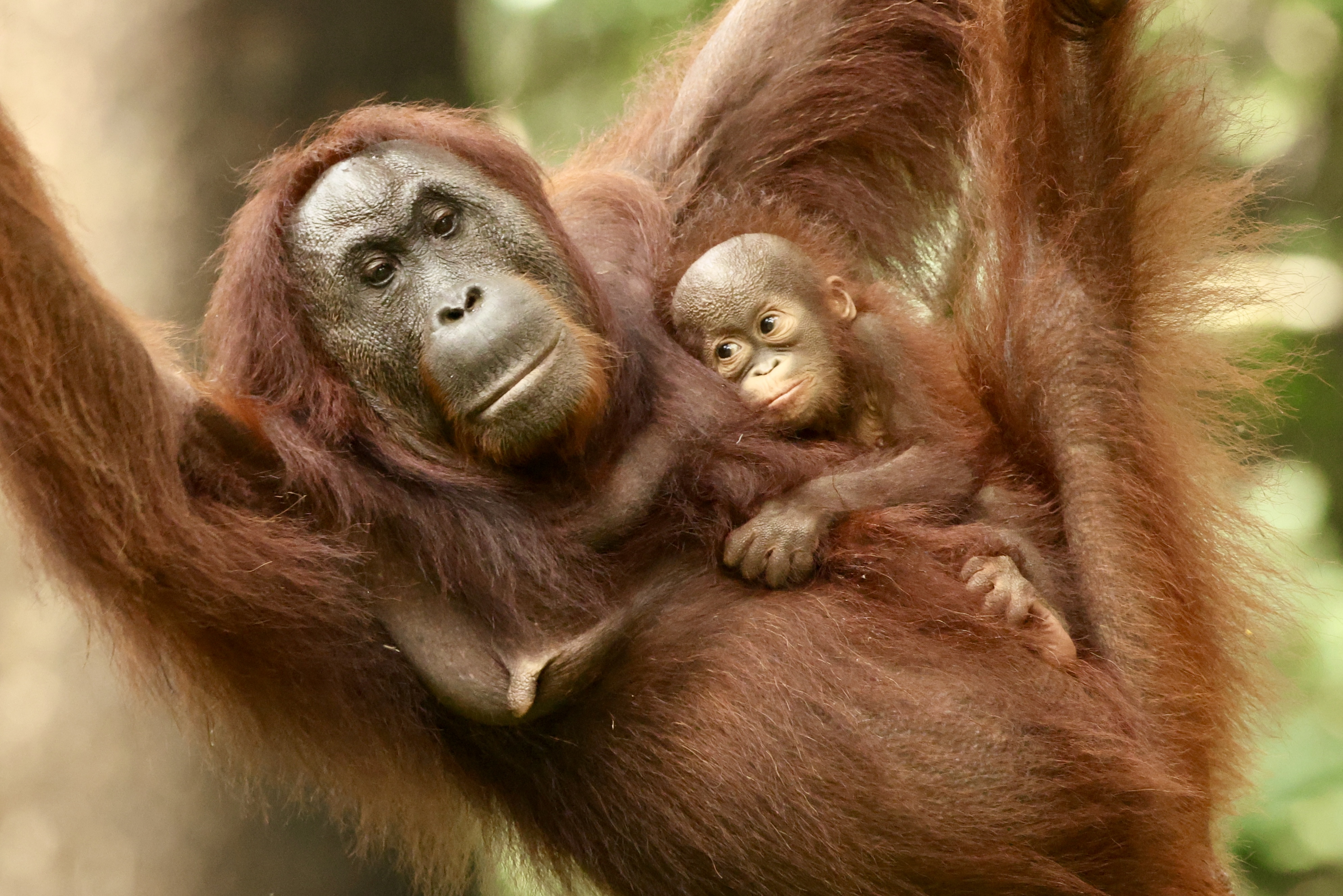 , Голубков Леонид