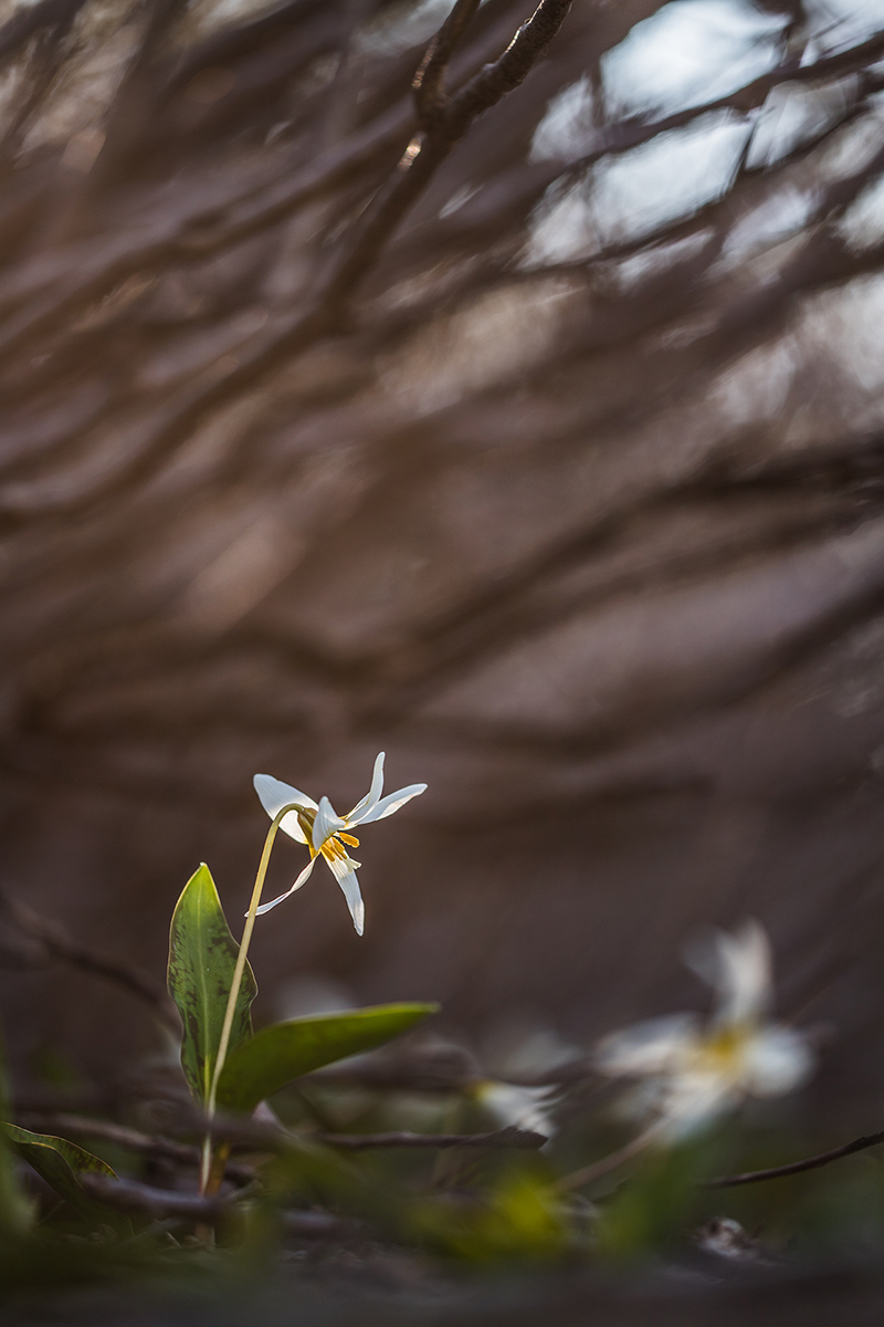 , Илья Михеев