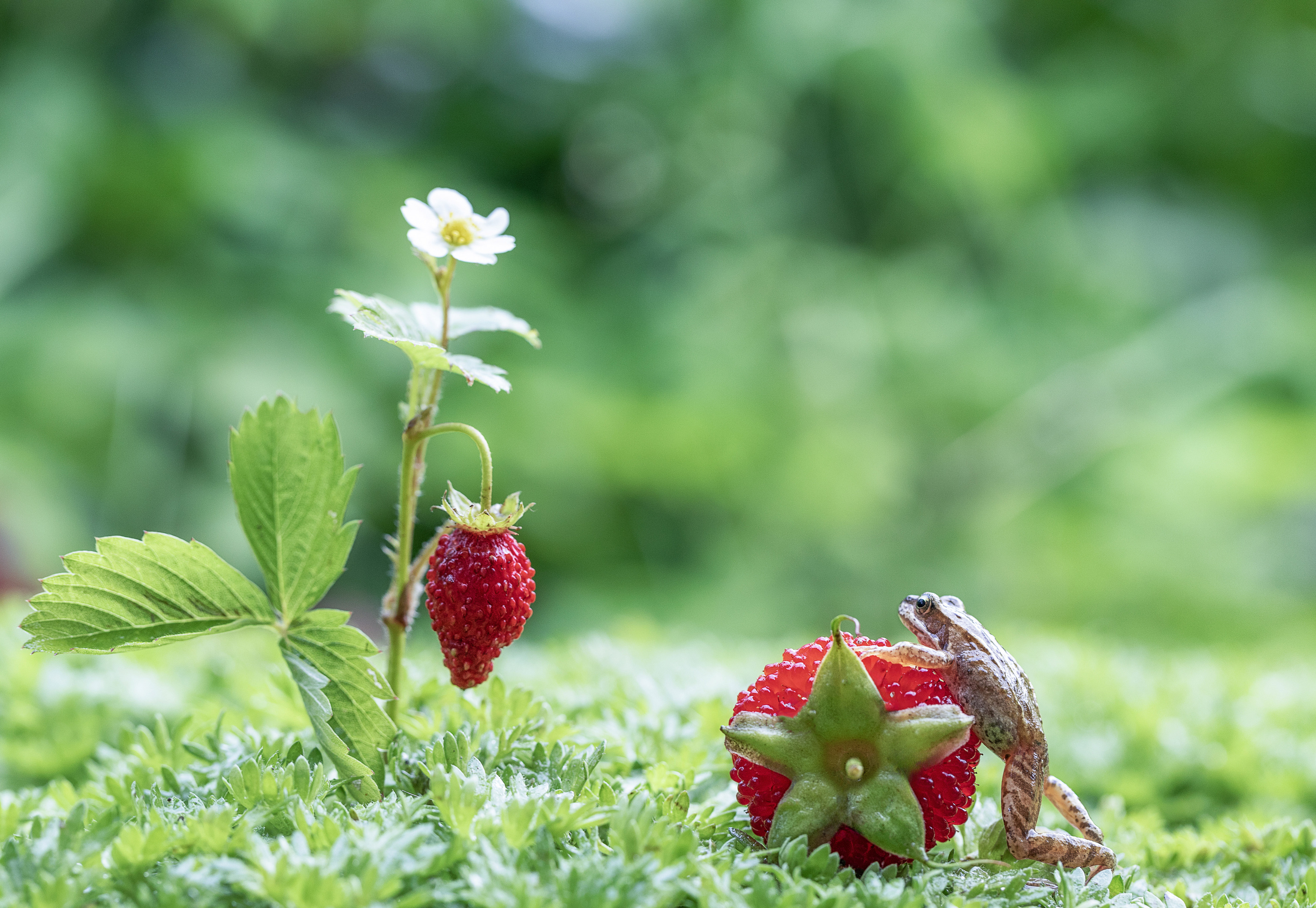 лягушонок, ягода, земляника, Татьяна Феденкова