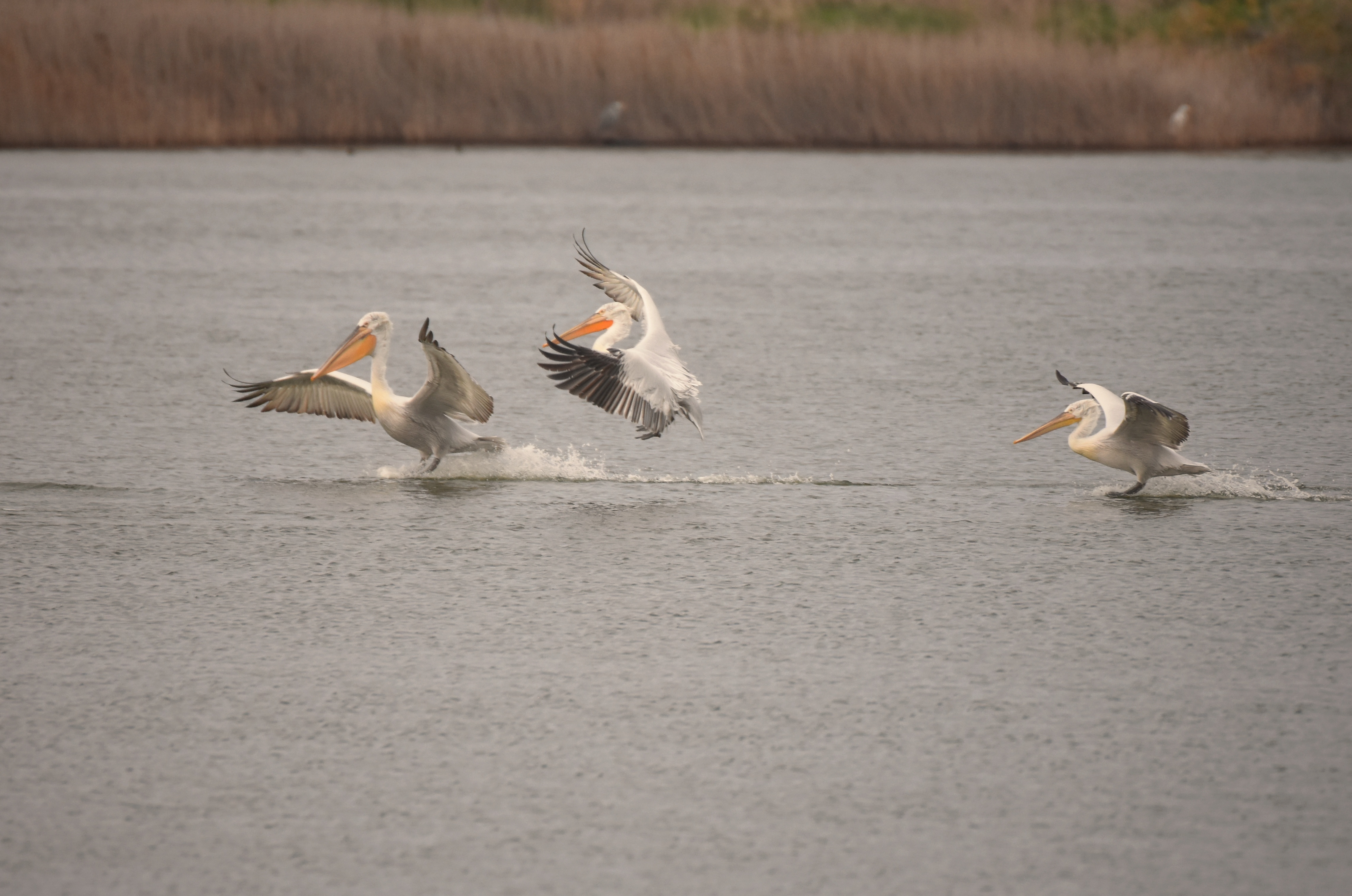 , Герчев Николай