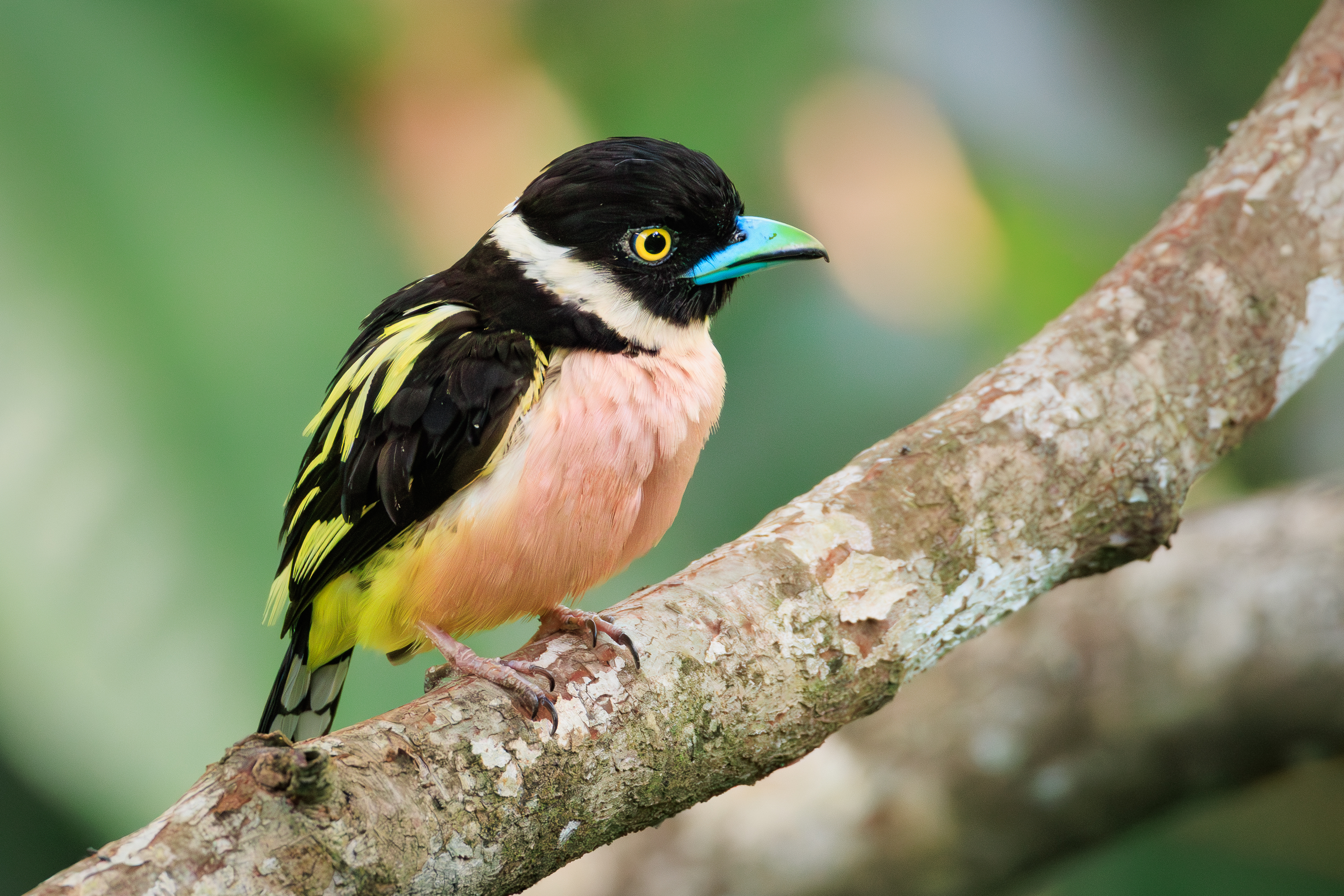 , Николай Попов