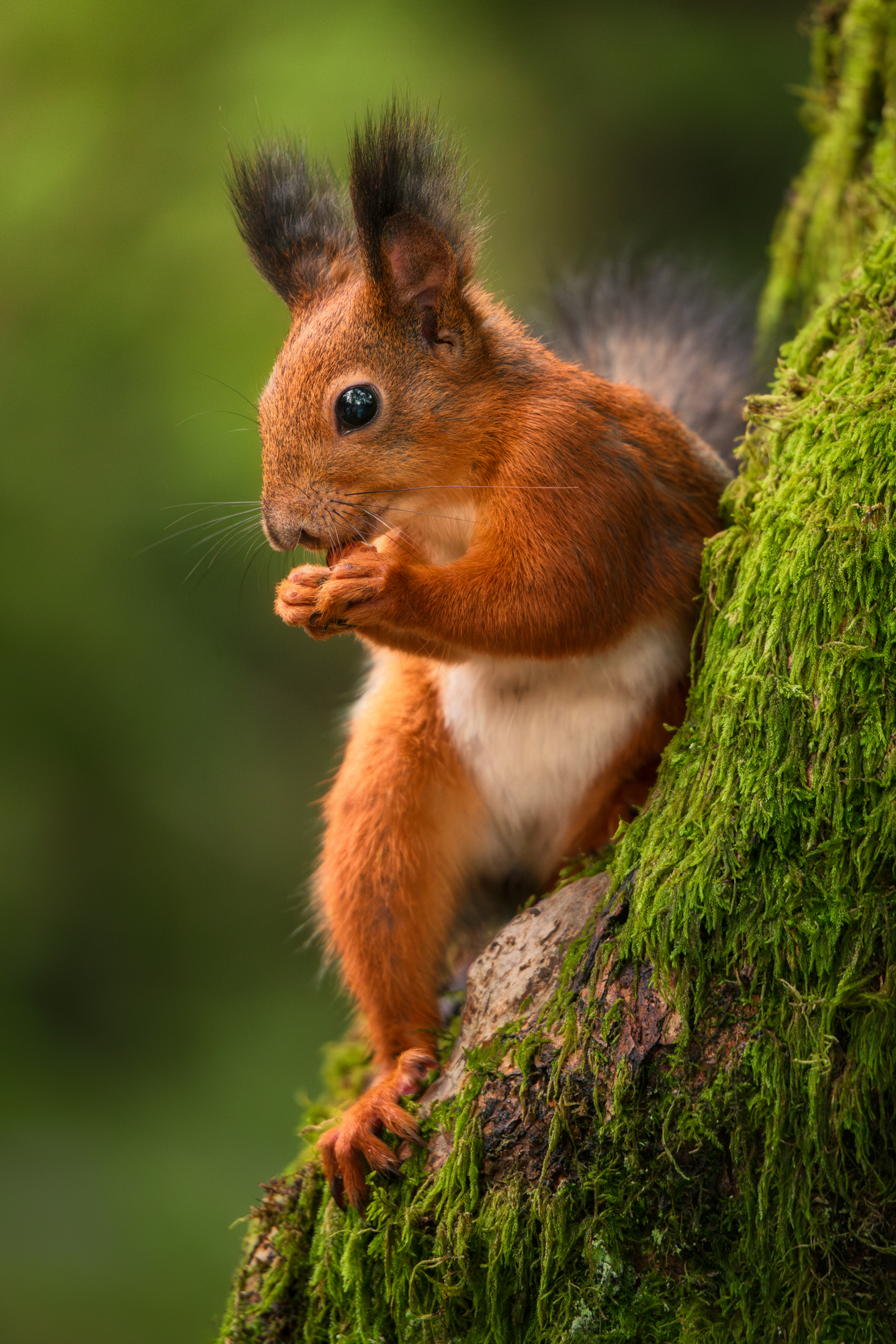 сочи, природа, животные, красная поляна, Растворов Игорь