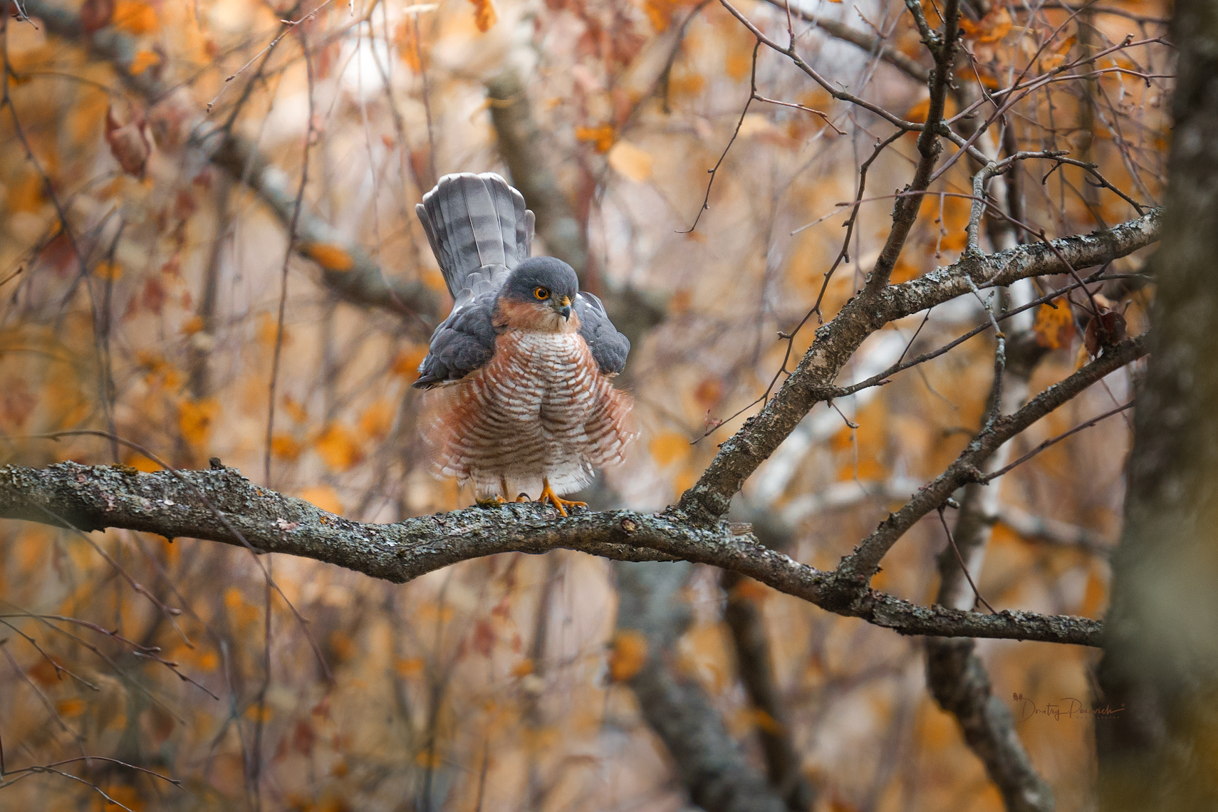 природа, лес, поля, огороды, животные, птицы, макро, Дмитрий Посевич