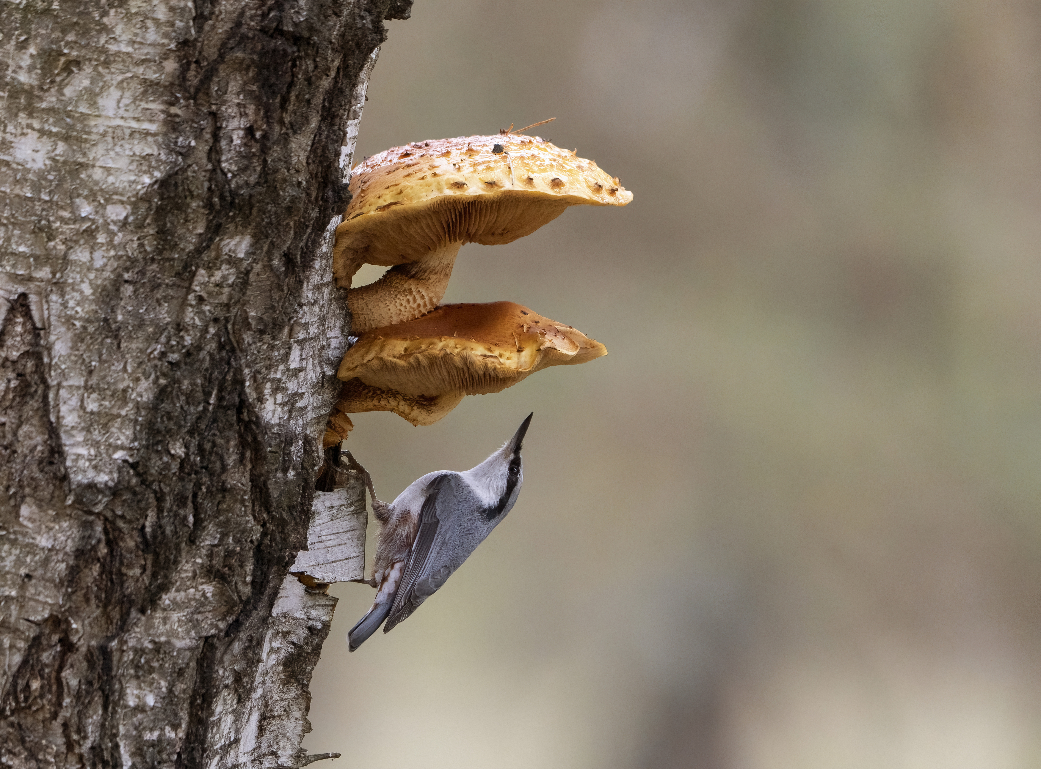 птицы,природа, осень, Андрей Киселёв