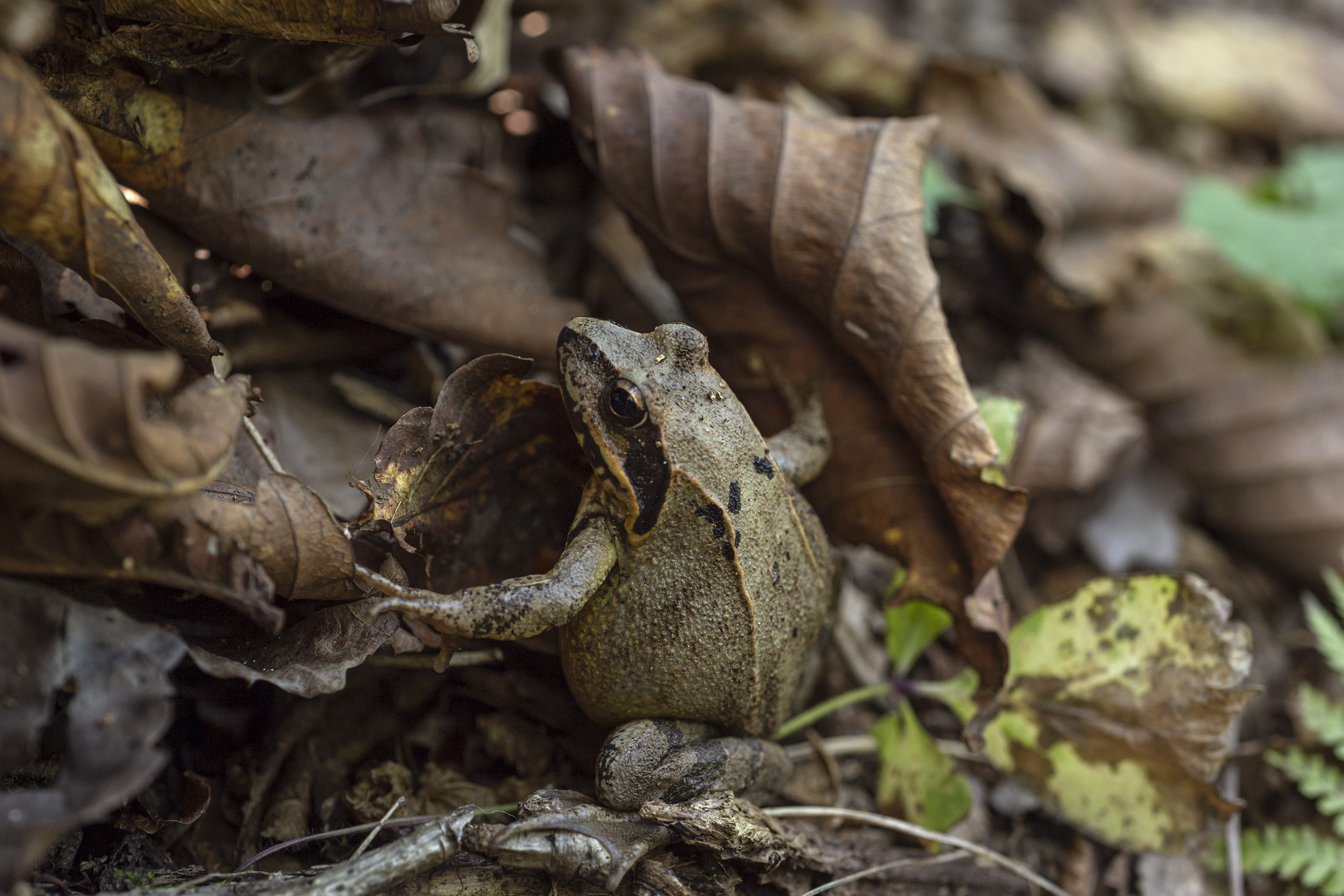 , Кузнецов Александр