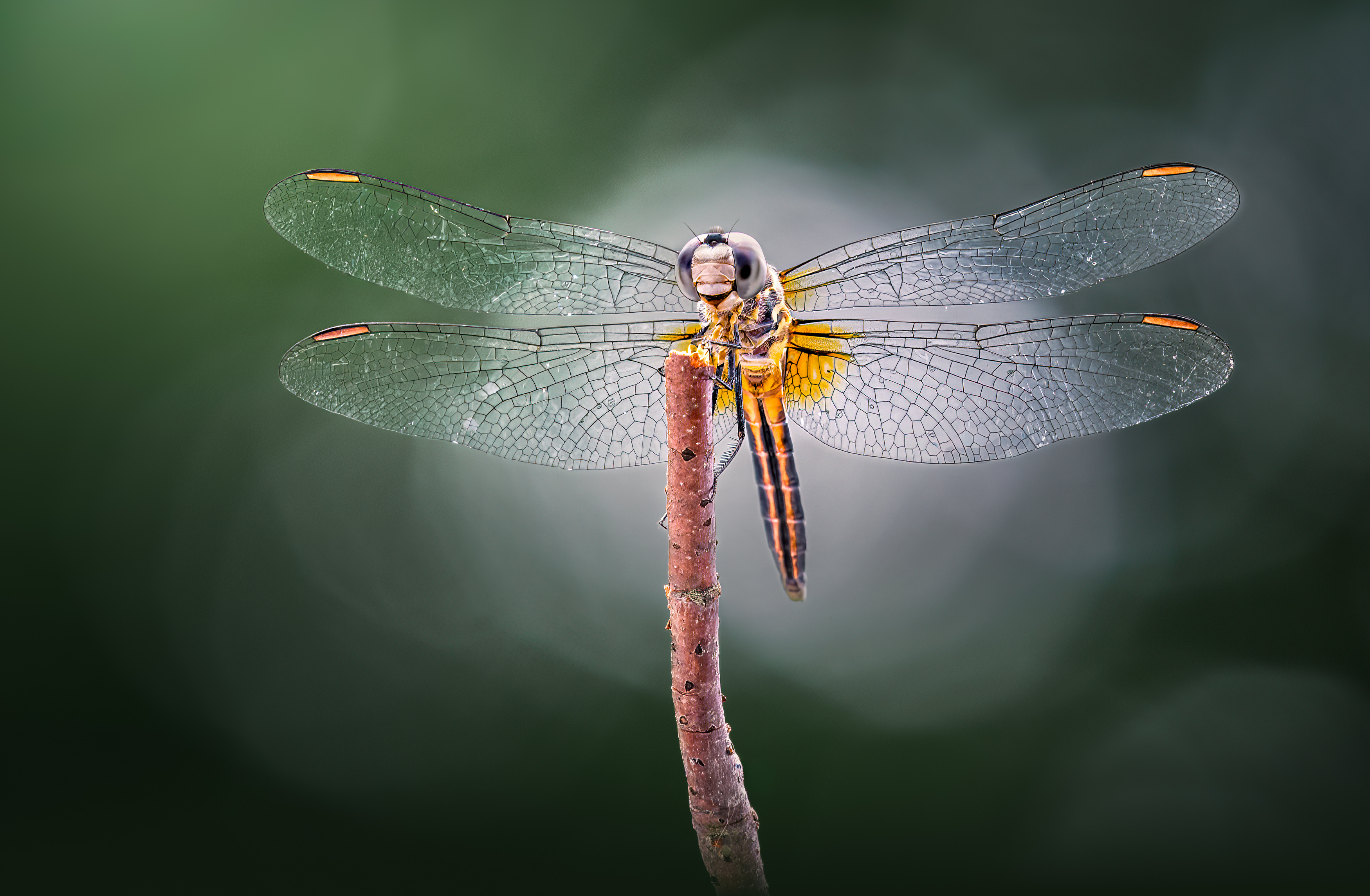 damselfly, dragonfly, insect, grass, sunset, dusk, evening, bug, macro, blade, grassland,, Atul Saluja