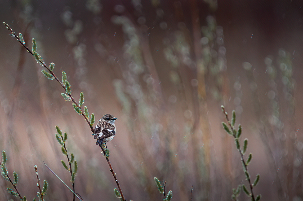 чекан, дождь, птица, весна, Anton