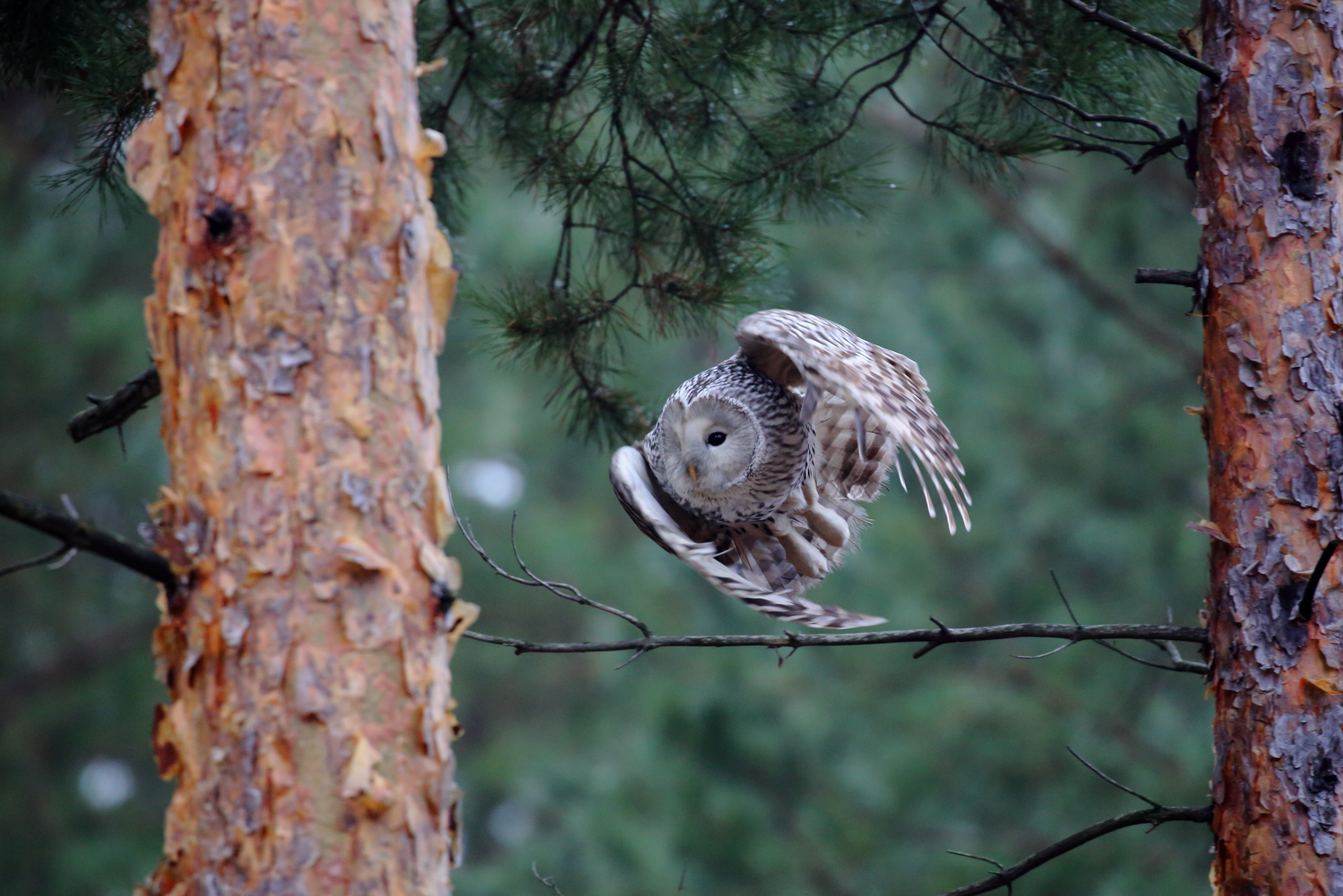 природа животный мир, фауна, прирожа россии, самарская область, анималистика, фотоохота, птицы, сова, неясыть, уральская неясыть, Владимир Шебаршенко