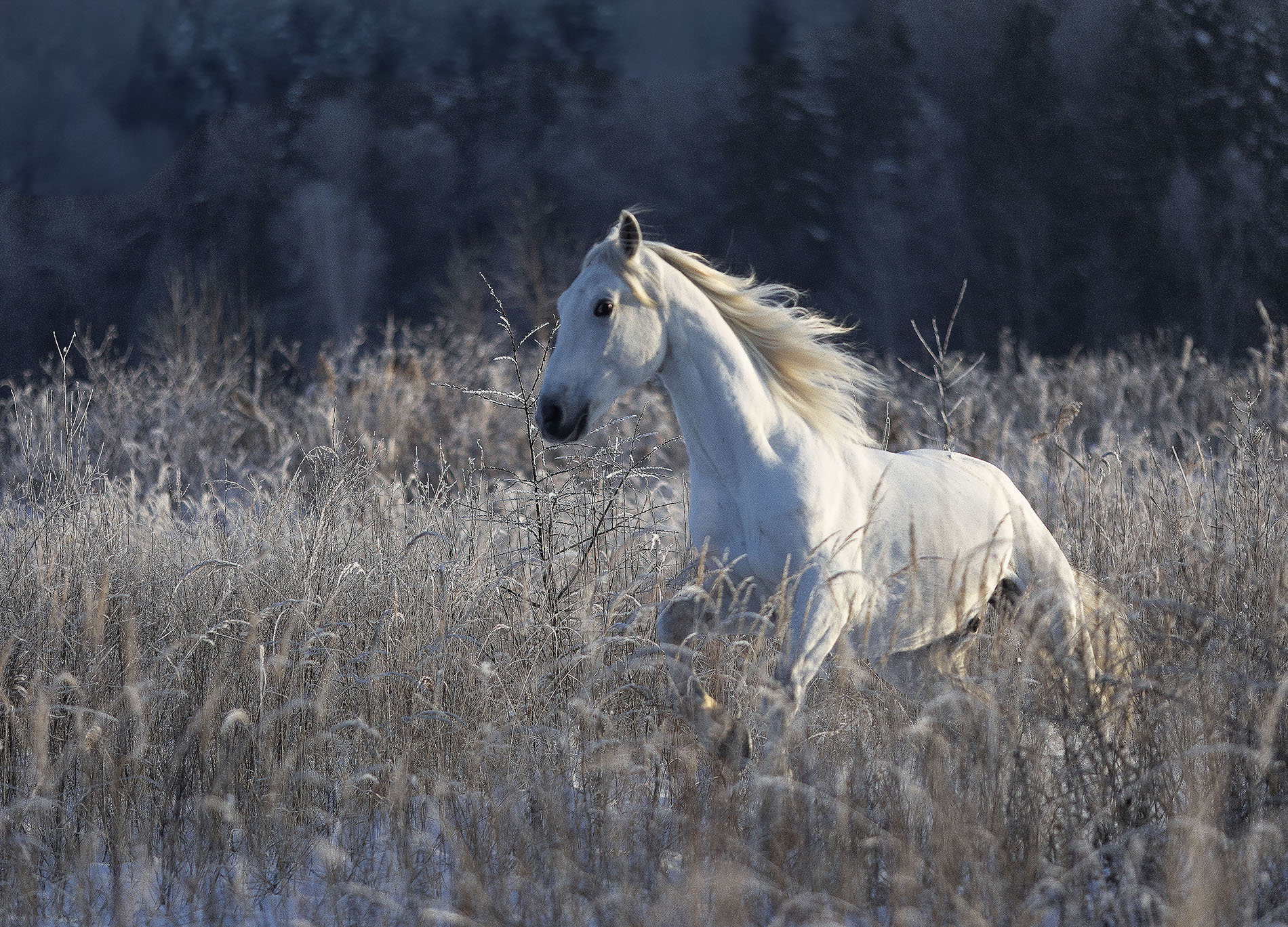 лошадь,рысак , зима, снег ,красота, поле, природа, horse,winter, photosession, beautiful, field, nature, Стукалова Юлия