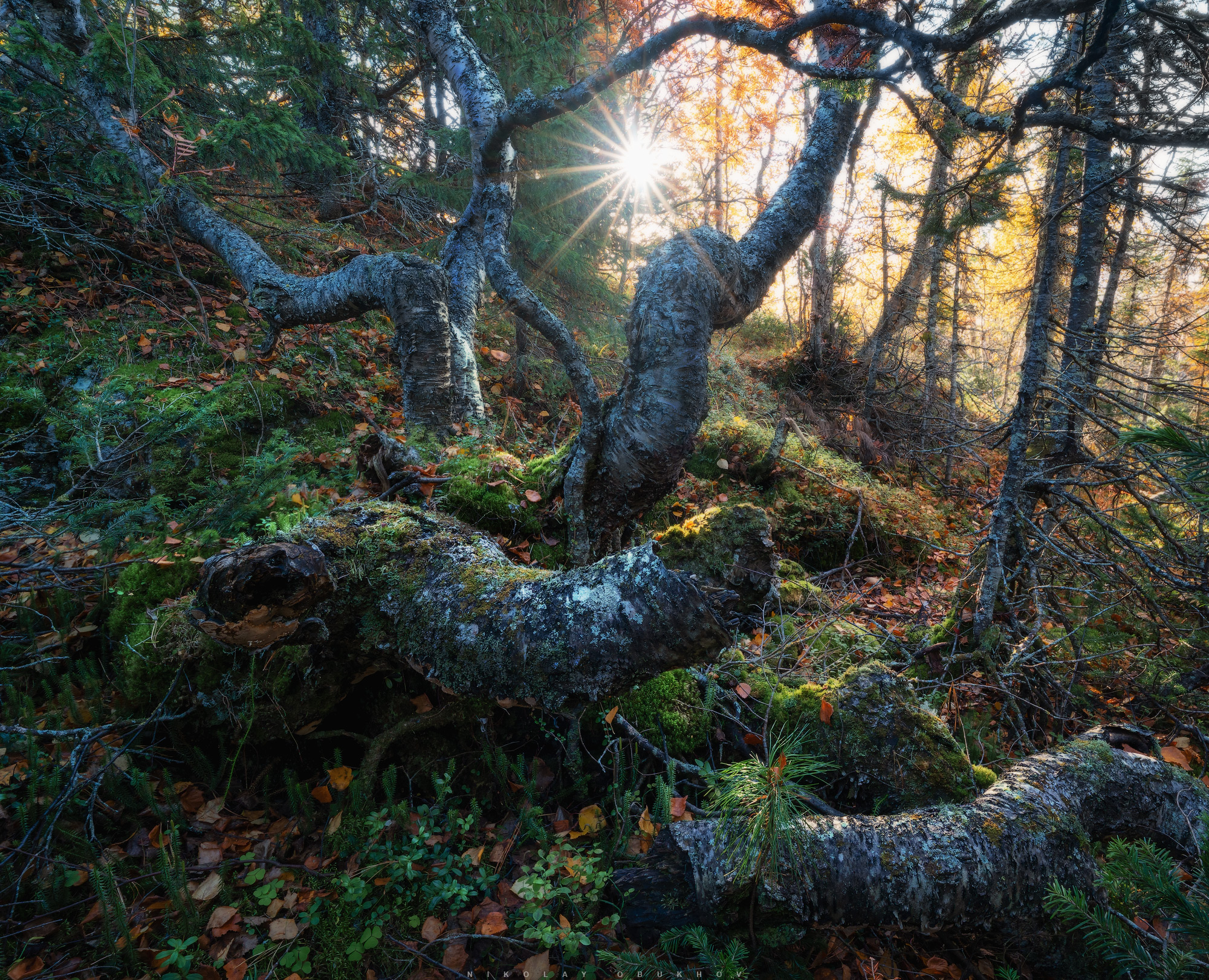 , Обухов Николай