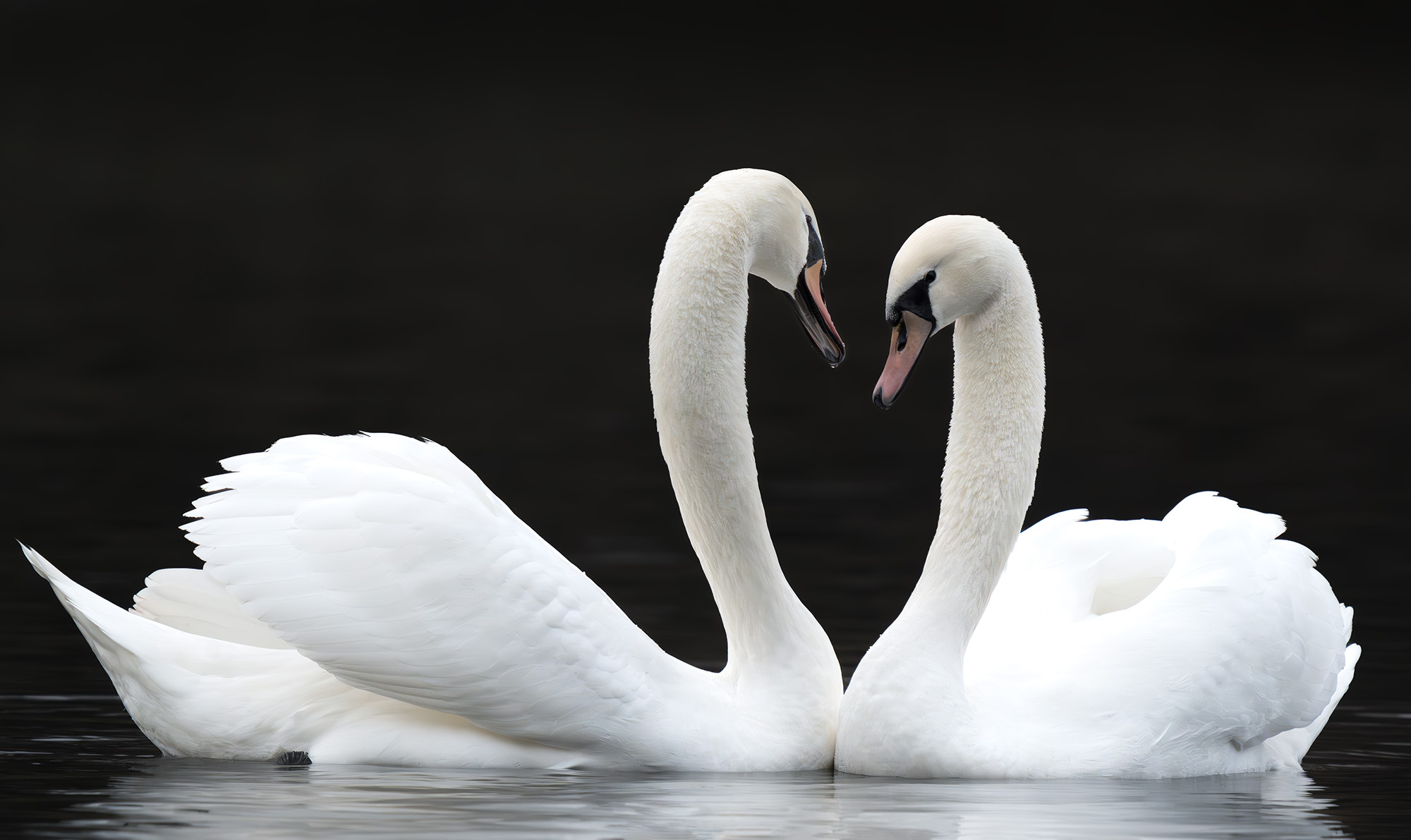 Птицы, Лебеди, Пушкарева Василиса