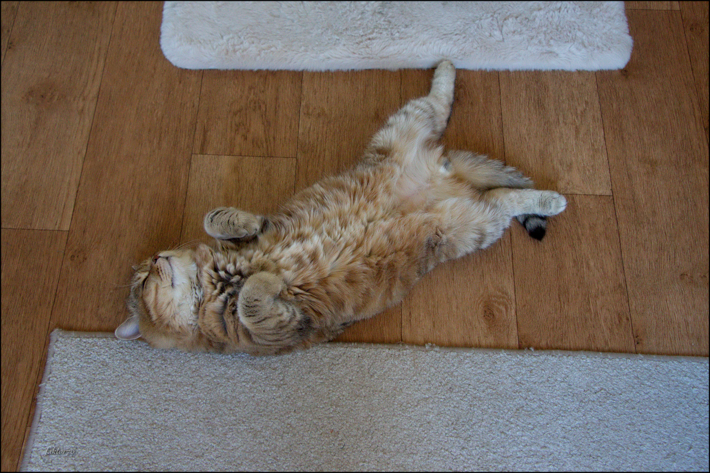 животные, кот, мурзик, Сергей Валерьевич