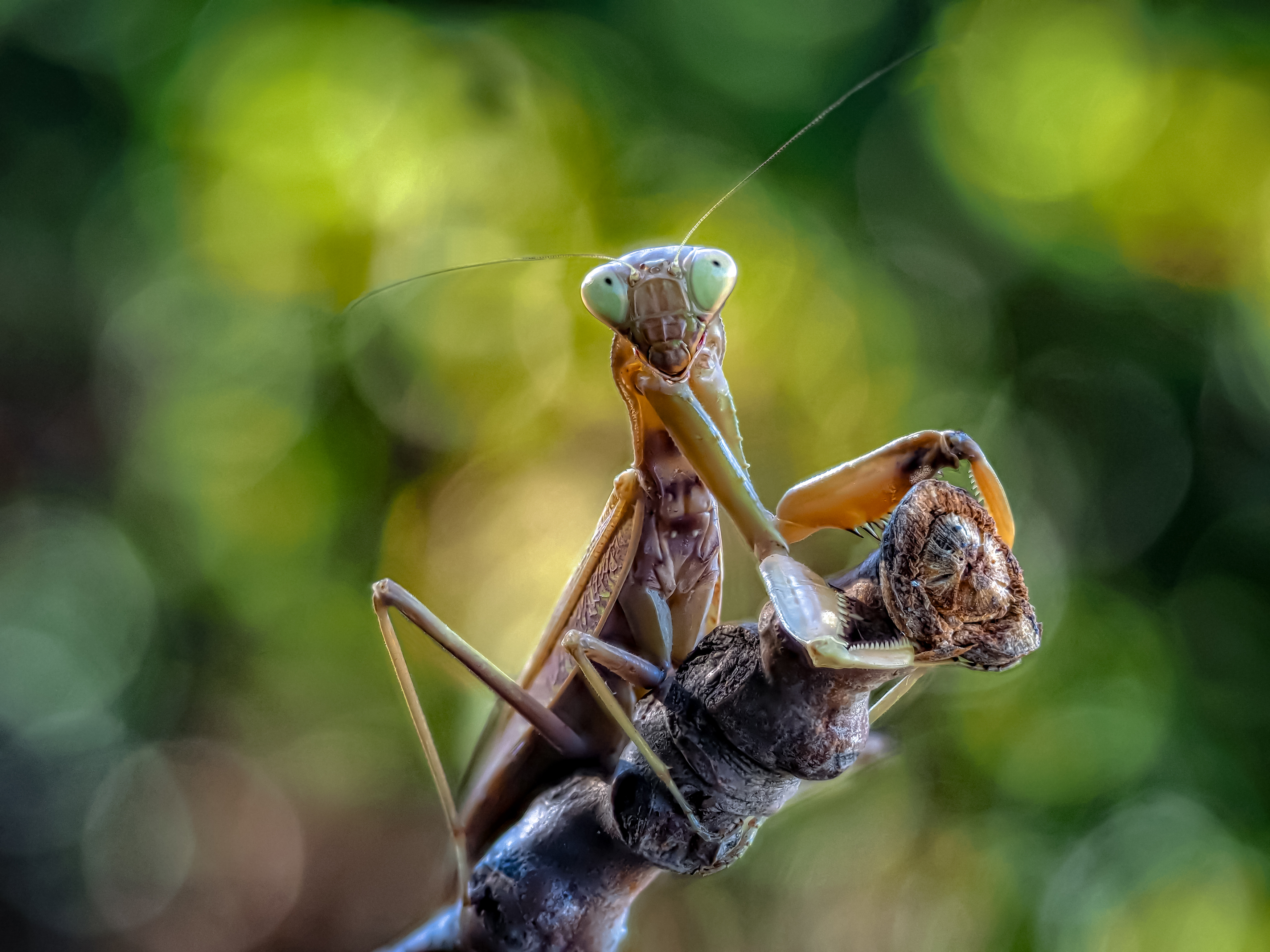 , Олег Савицкий