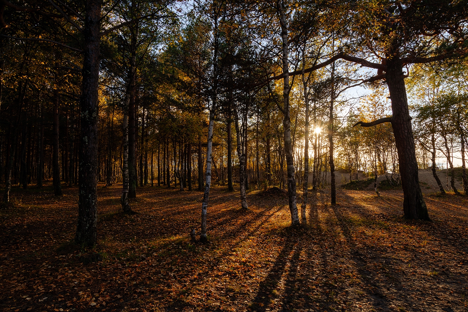 осень, пейзаж, Медведникова Мария