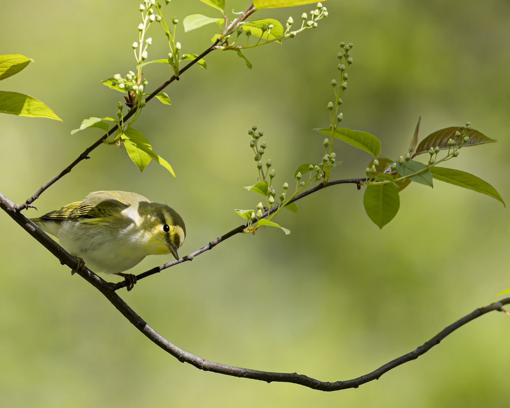 пеночка-трещотка, пеночка, трещотка, птицы, Ruslan Pl