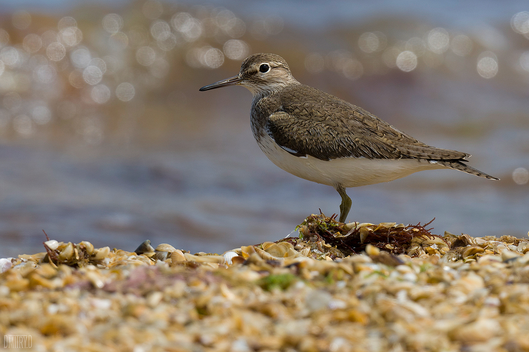 , Дмитрий Доронин