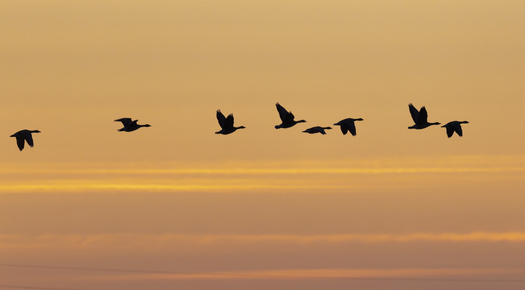 гусь, гуси, силуэт, птицы, закат, Ruslan Pl