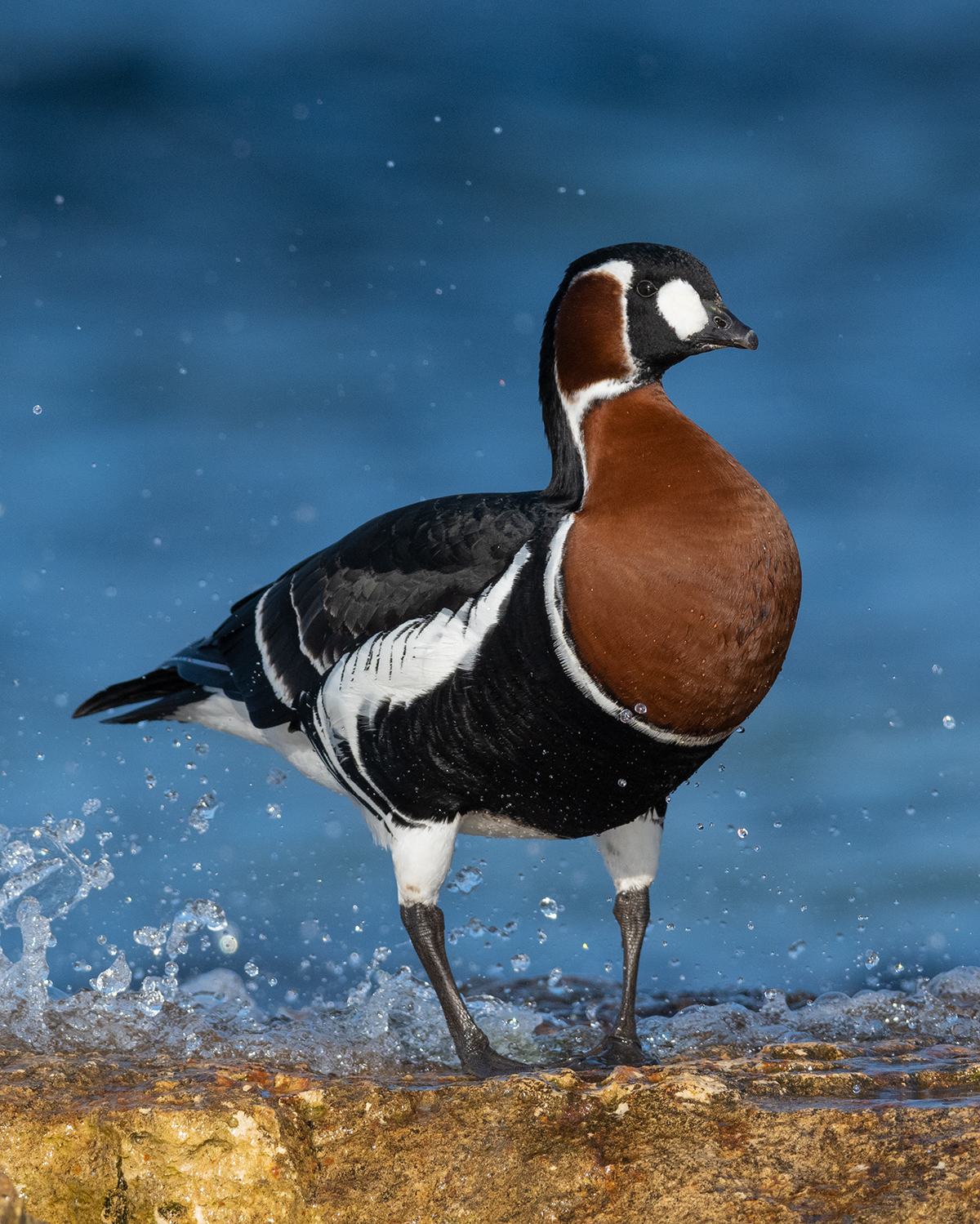 , Сергей Шкарупо