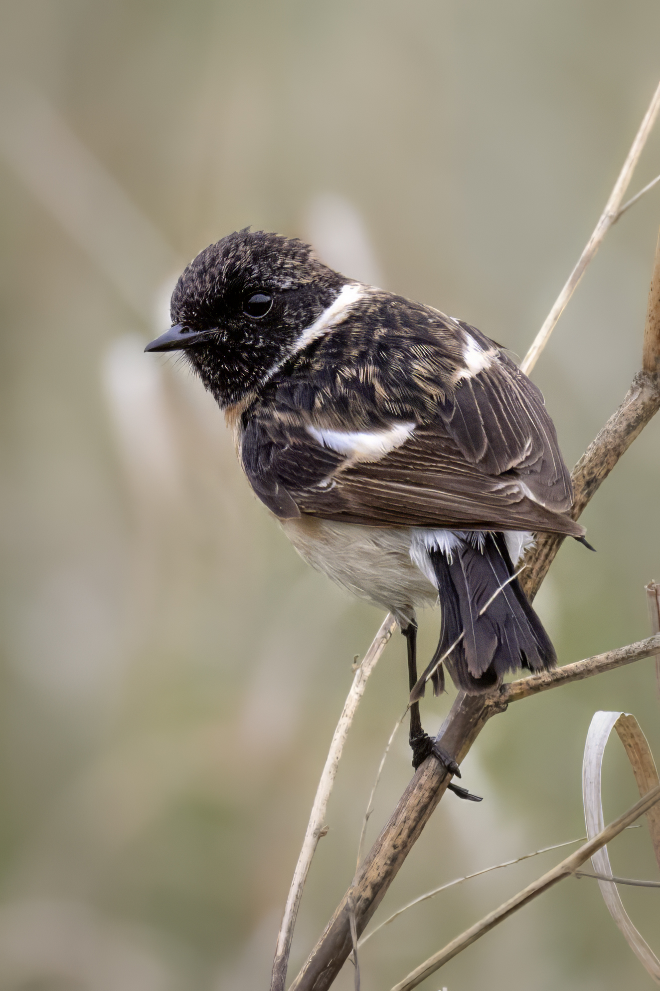 птицы, природа, чекан, Abdalova Tatiana