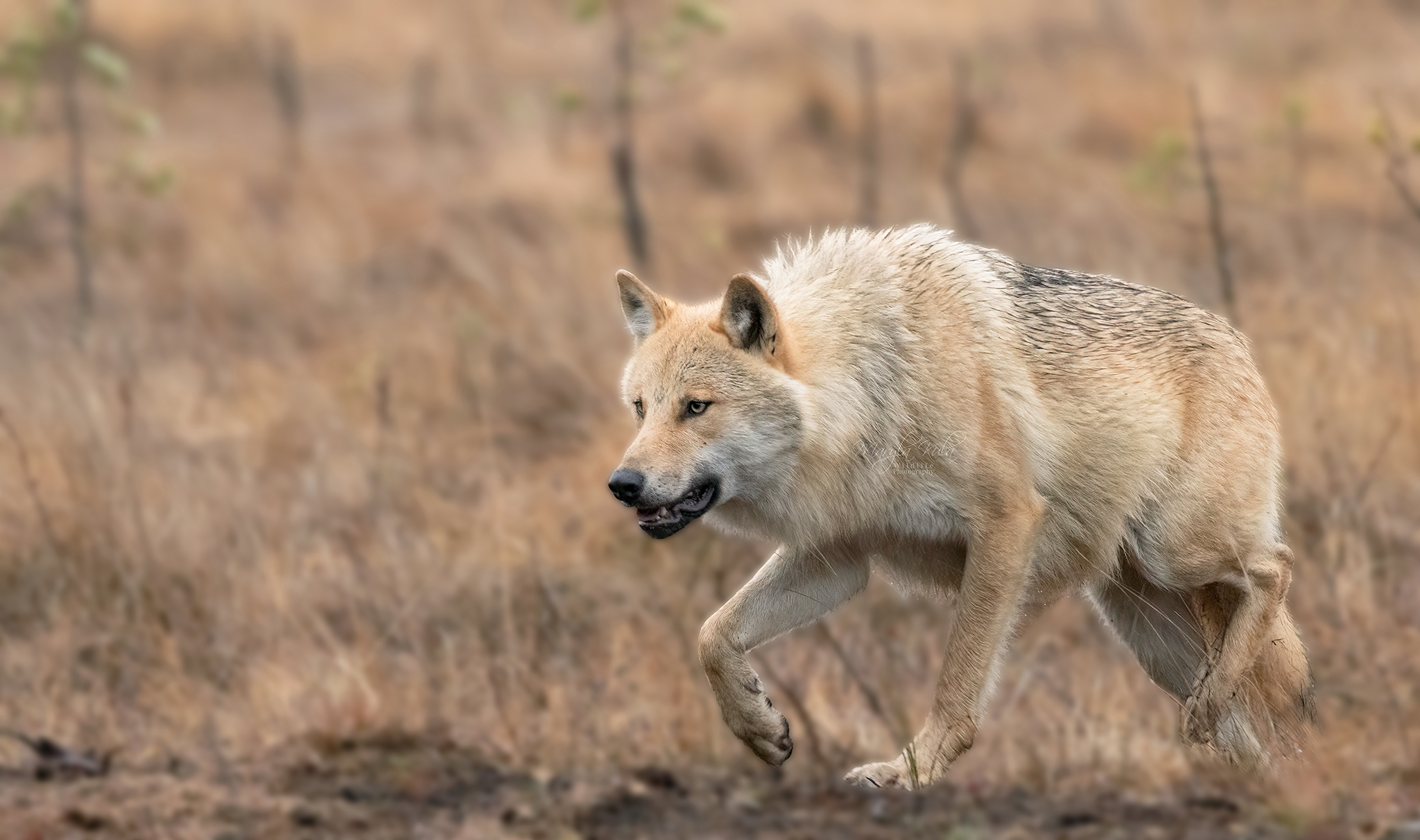 wolf, animals, nature, wildlife, canon, MARIA KULA