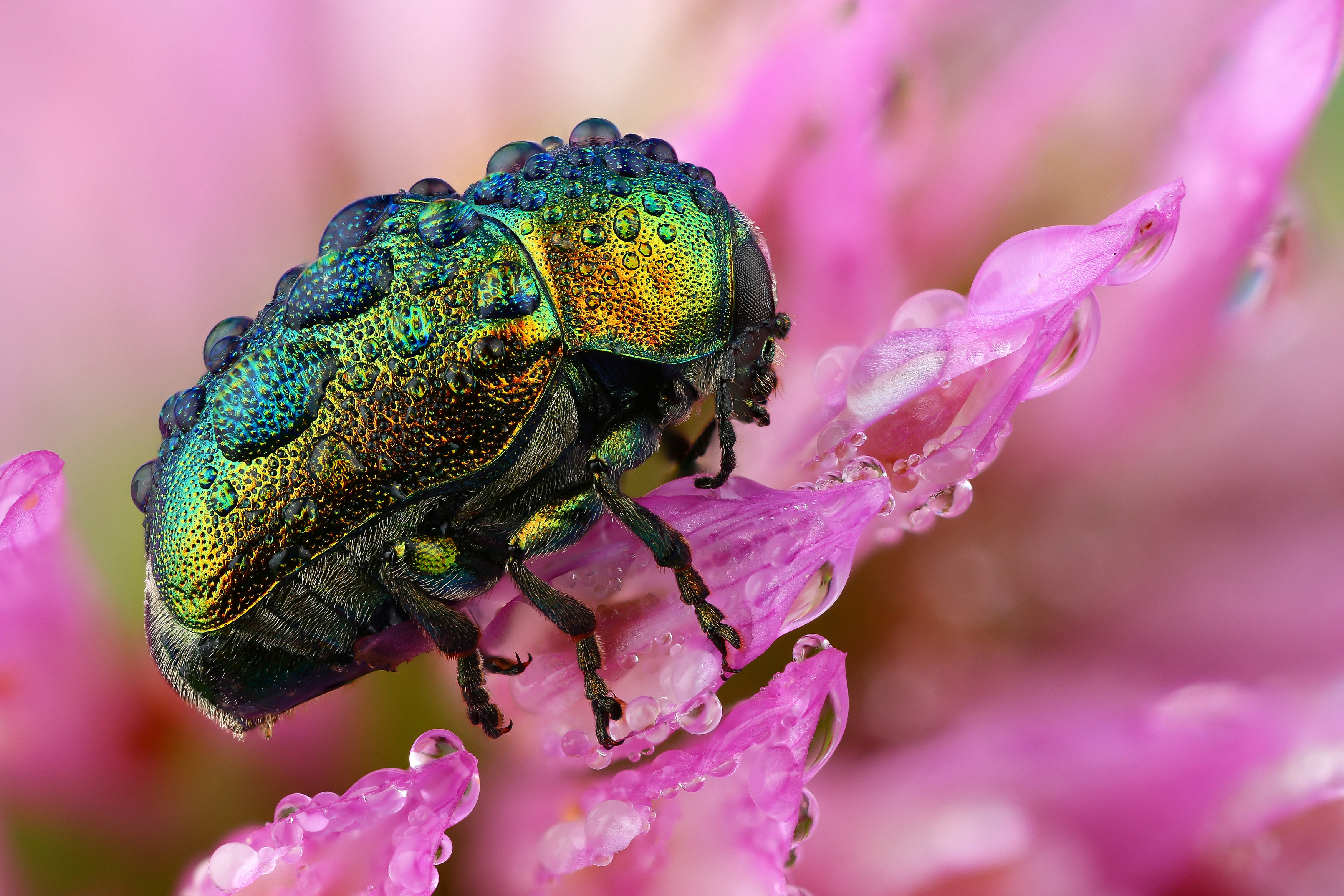 макро, природа, животное, растение, цвет, фото, розовый, жук, цветок, Шаповалов Андрей