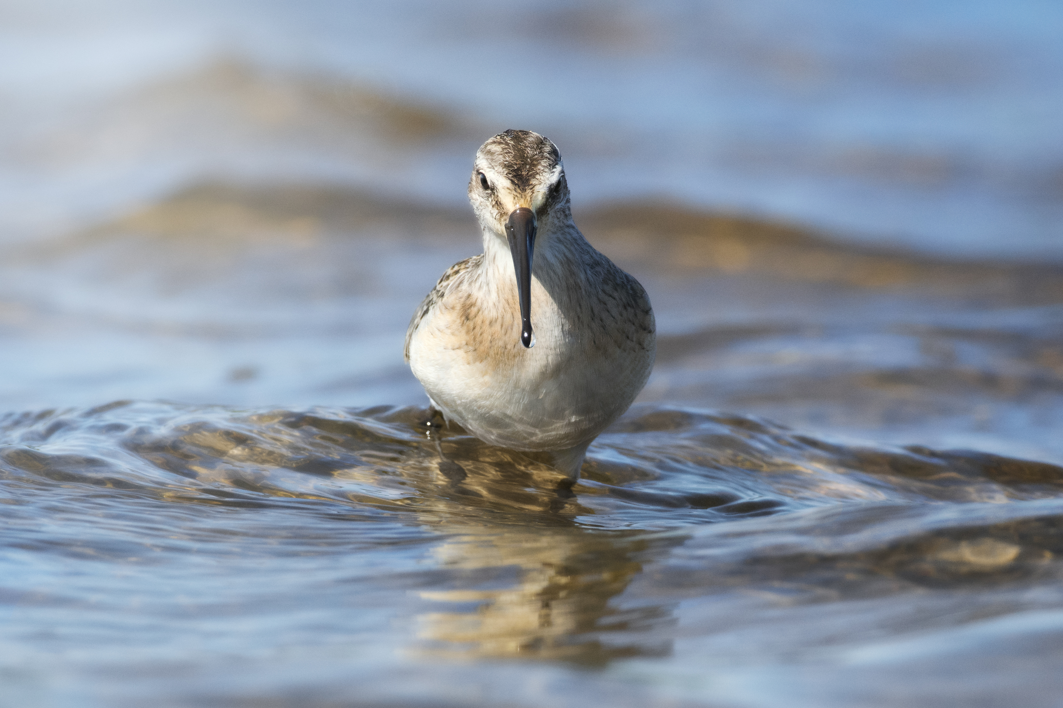 краснозобик, Curlew sandpiper, Calidris ferruginea, птица, дикая природа, shorebird, птицы России, birdwatching, nature, wildlife photography, close-up bird, Полина Шальнева