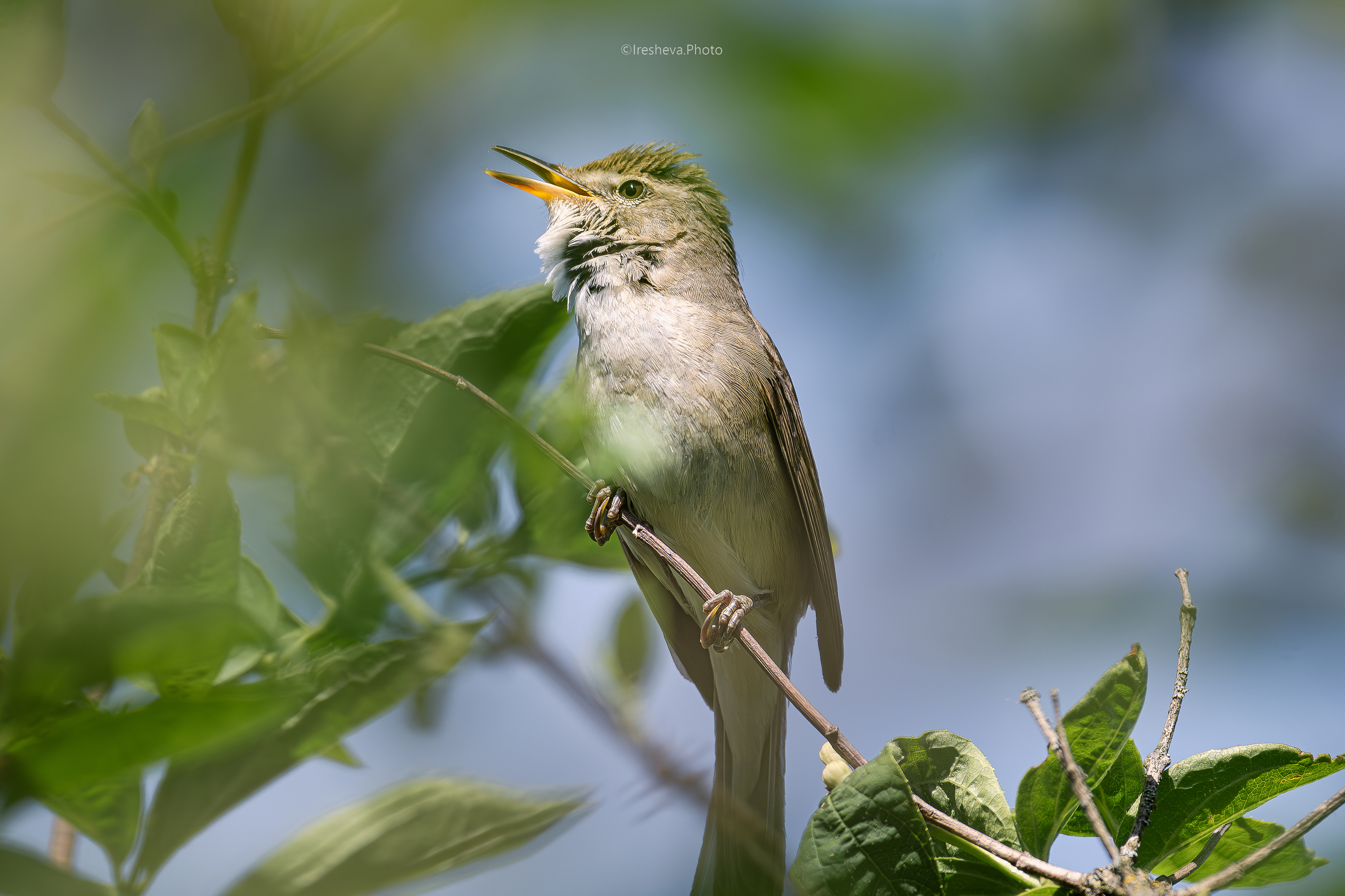садовая камышевка , птица, Ирешева Мария