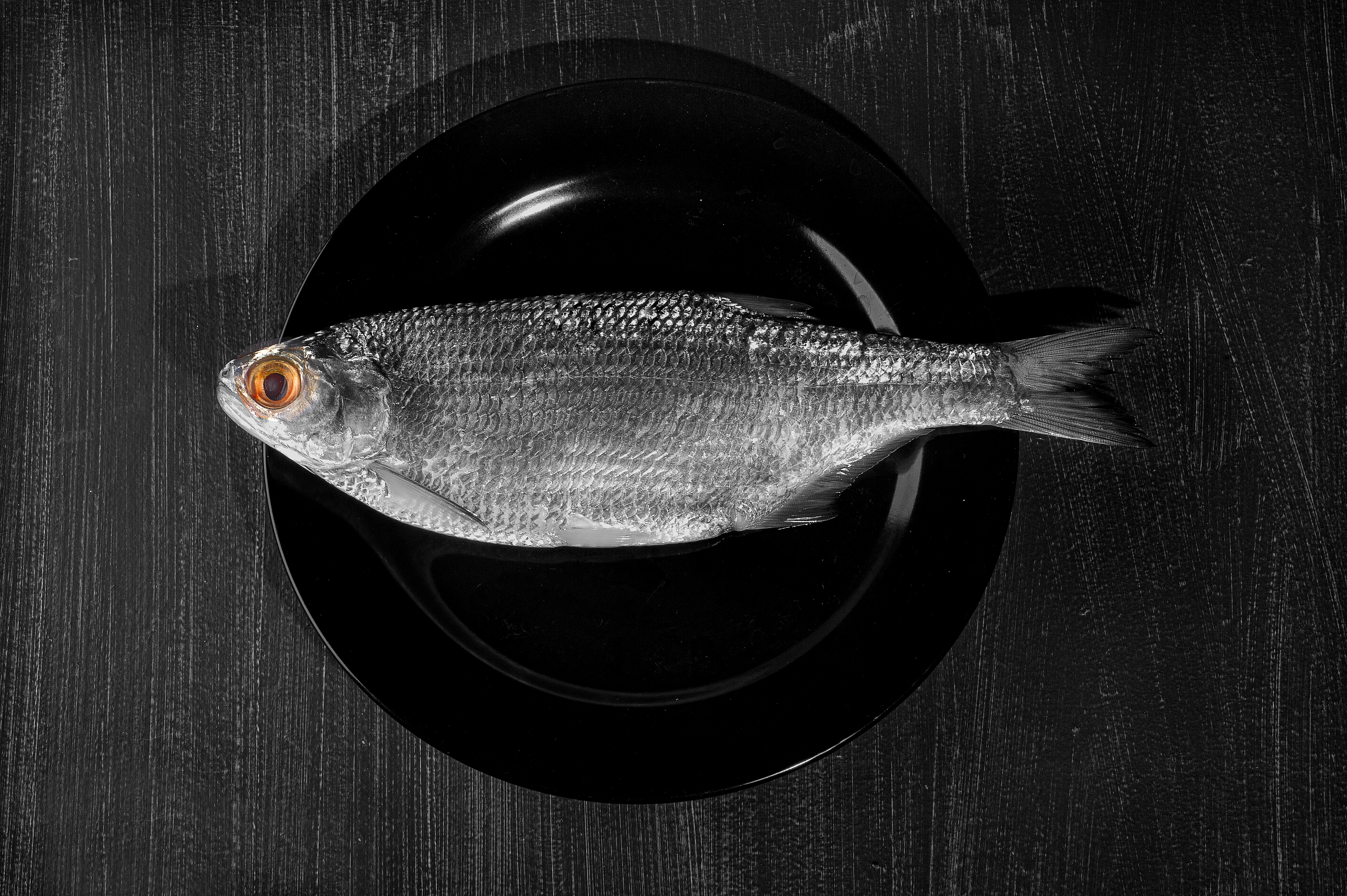 рыба золотой глаз, goldeye, натюрморт, Ходос Илья