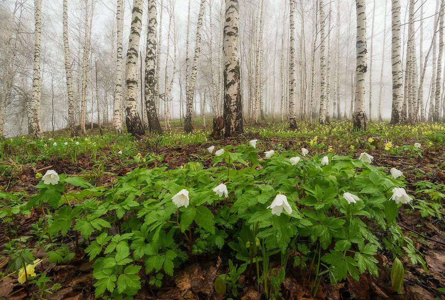 Весна в предгорьях  Фотограф Павел Филатов