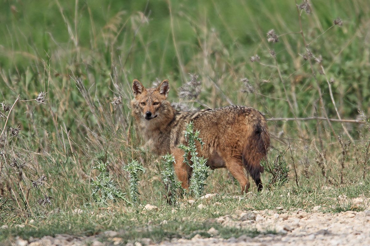 7D, Animals, Sigma 150-600, Wolf, Волк, Дикая природа, Животные, Yuri Gomelsky