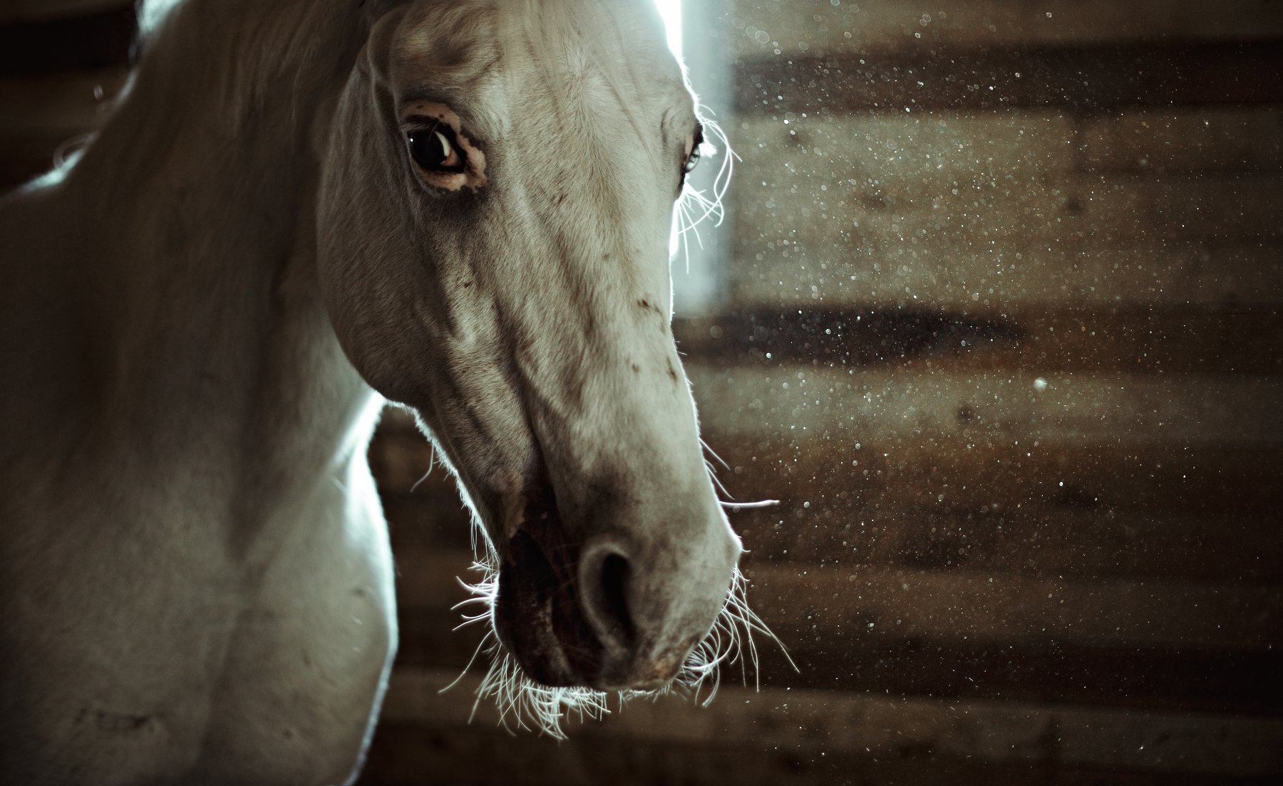 horses, stables for horses, steed, hoss, конь, лошадь, конюшня, , Маховицкая Кристина