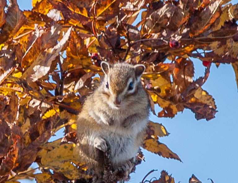 , Андрей Загребельный